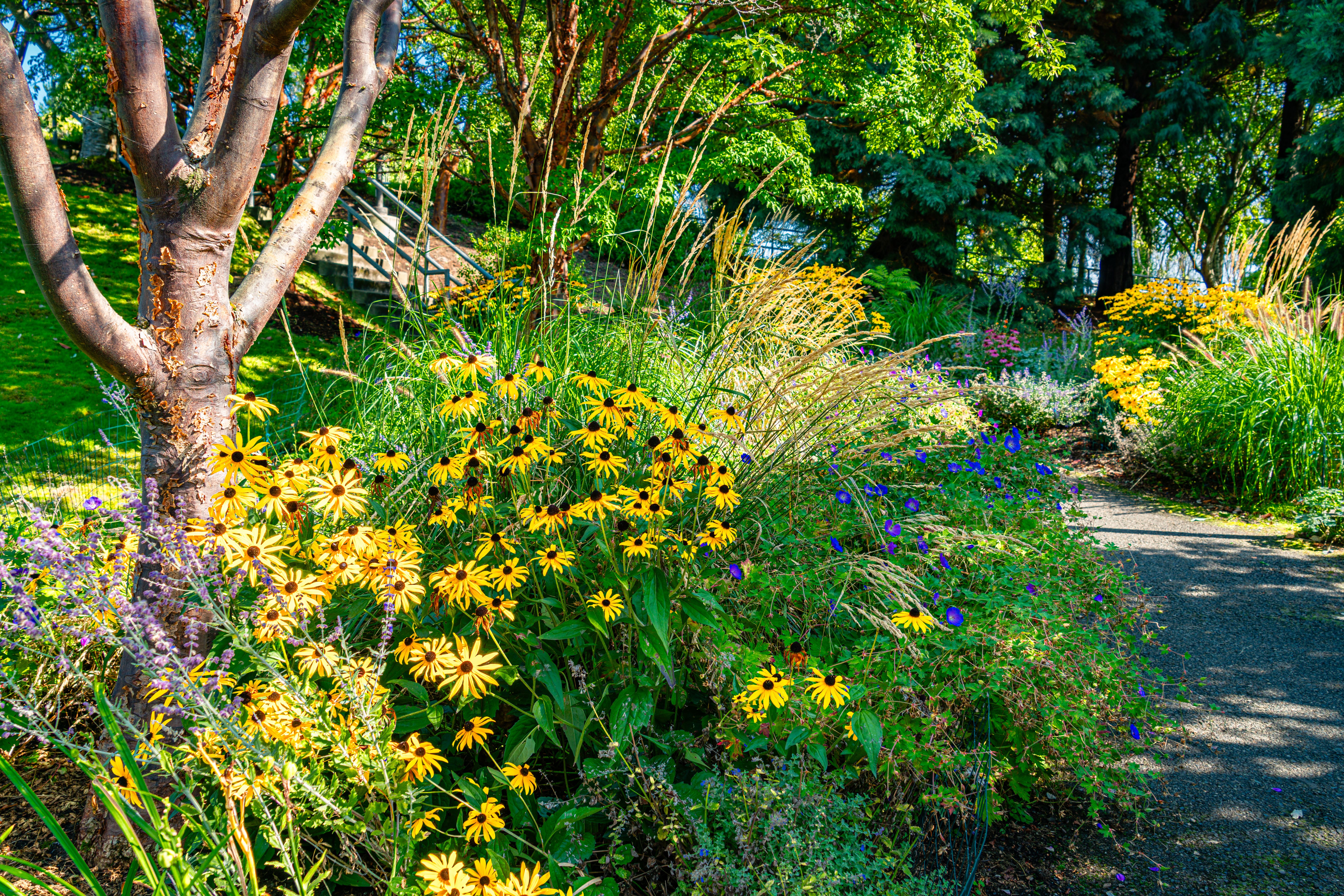 Park Steps And Flowers 3 Park Steps And Flowers 3