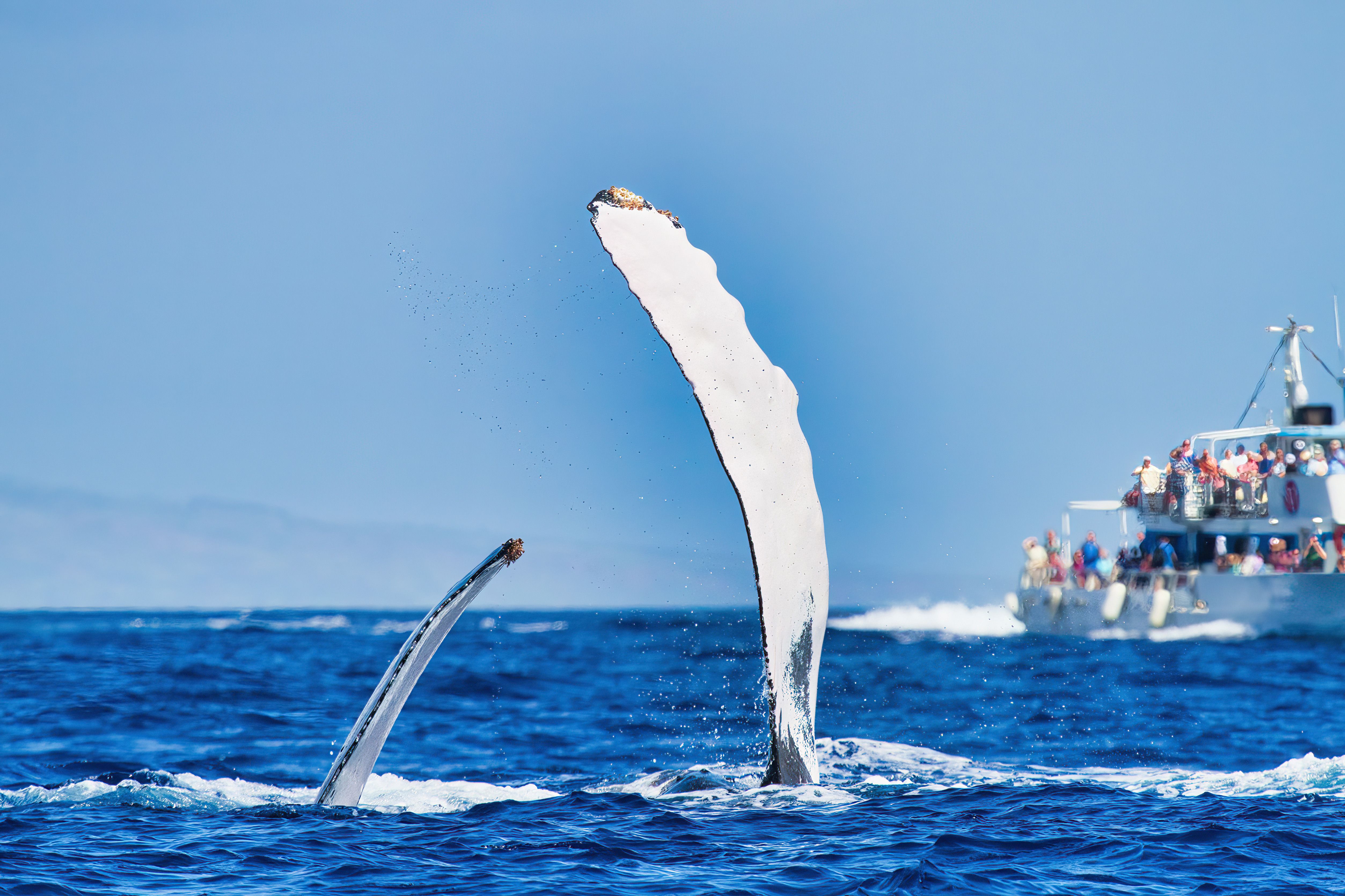 whale watching maui