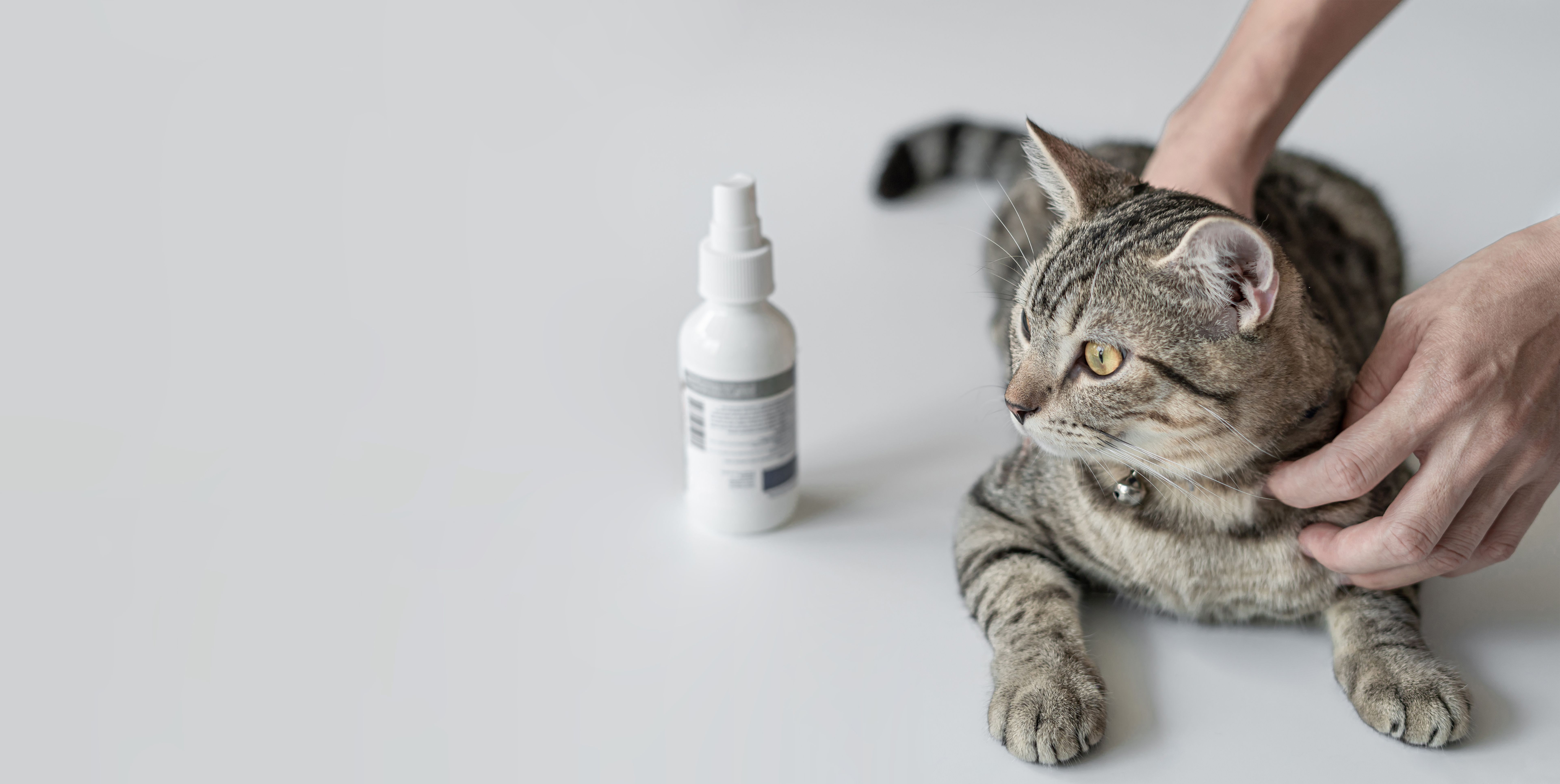 cat calming spray