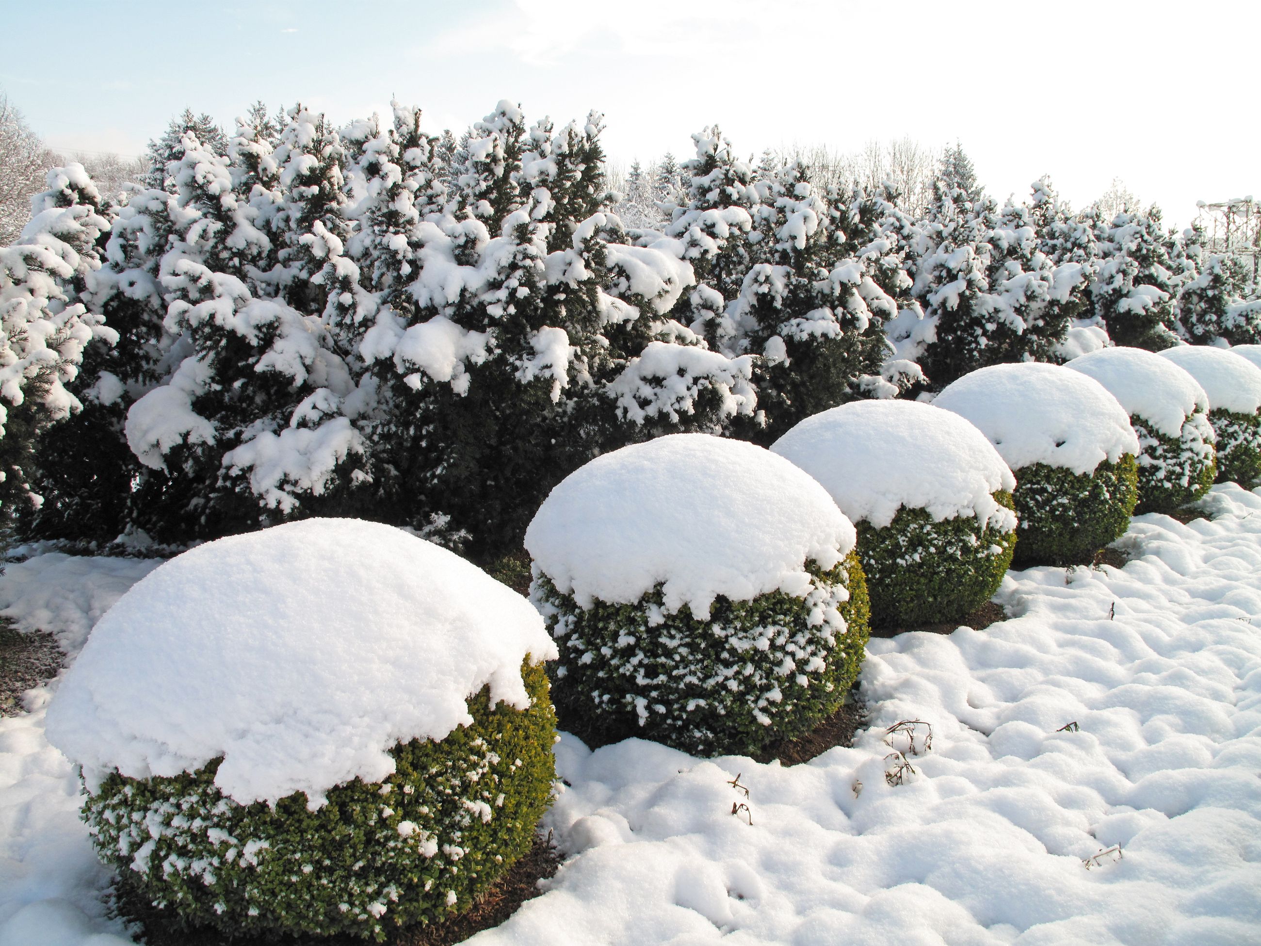 Buxus balls and yew trees Buxus balls and yew trees