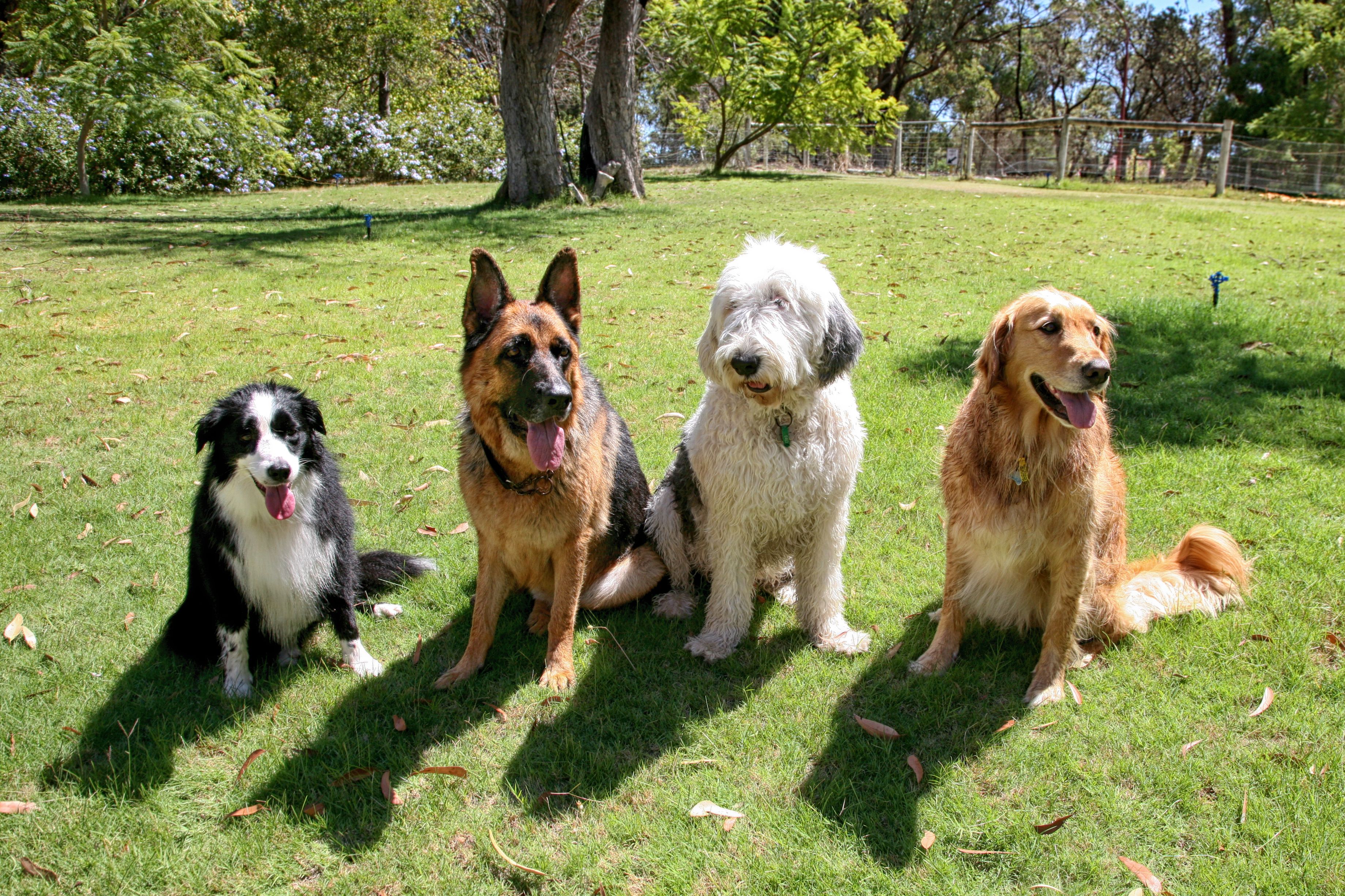 Four Dogs In A Garden