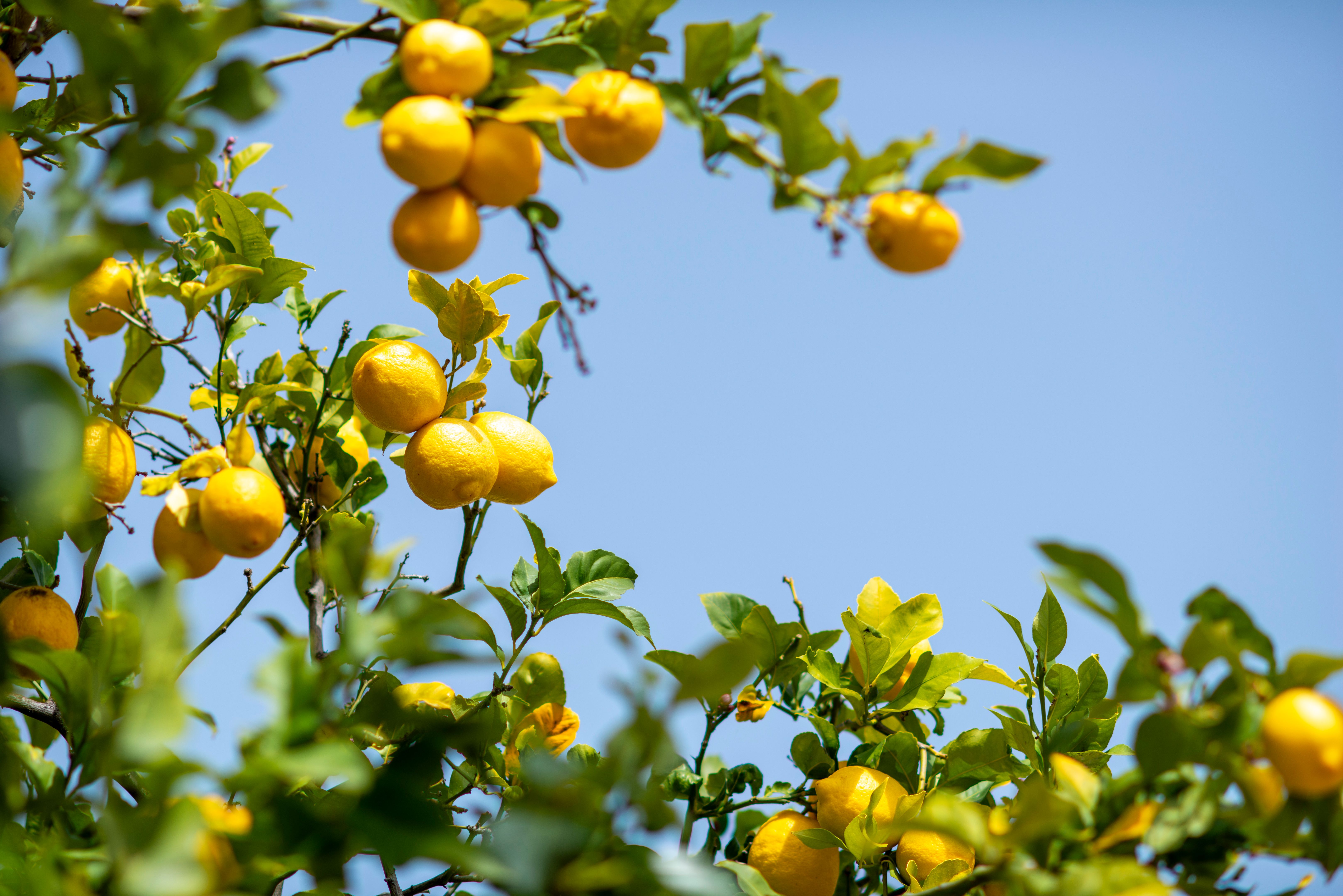 organic lemon farming