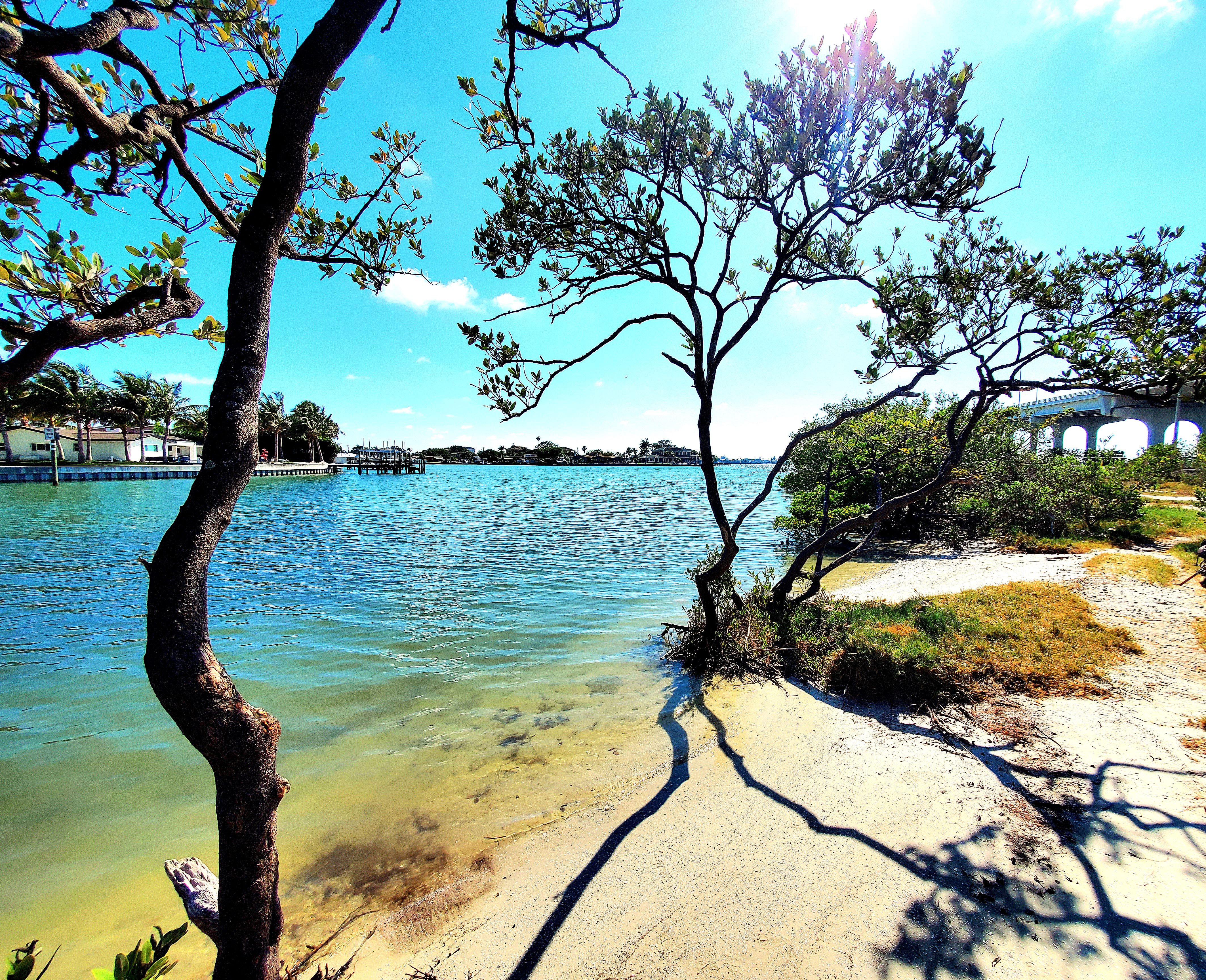 marine life Tampa Bay