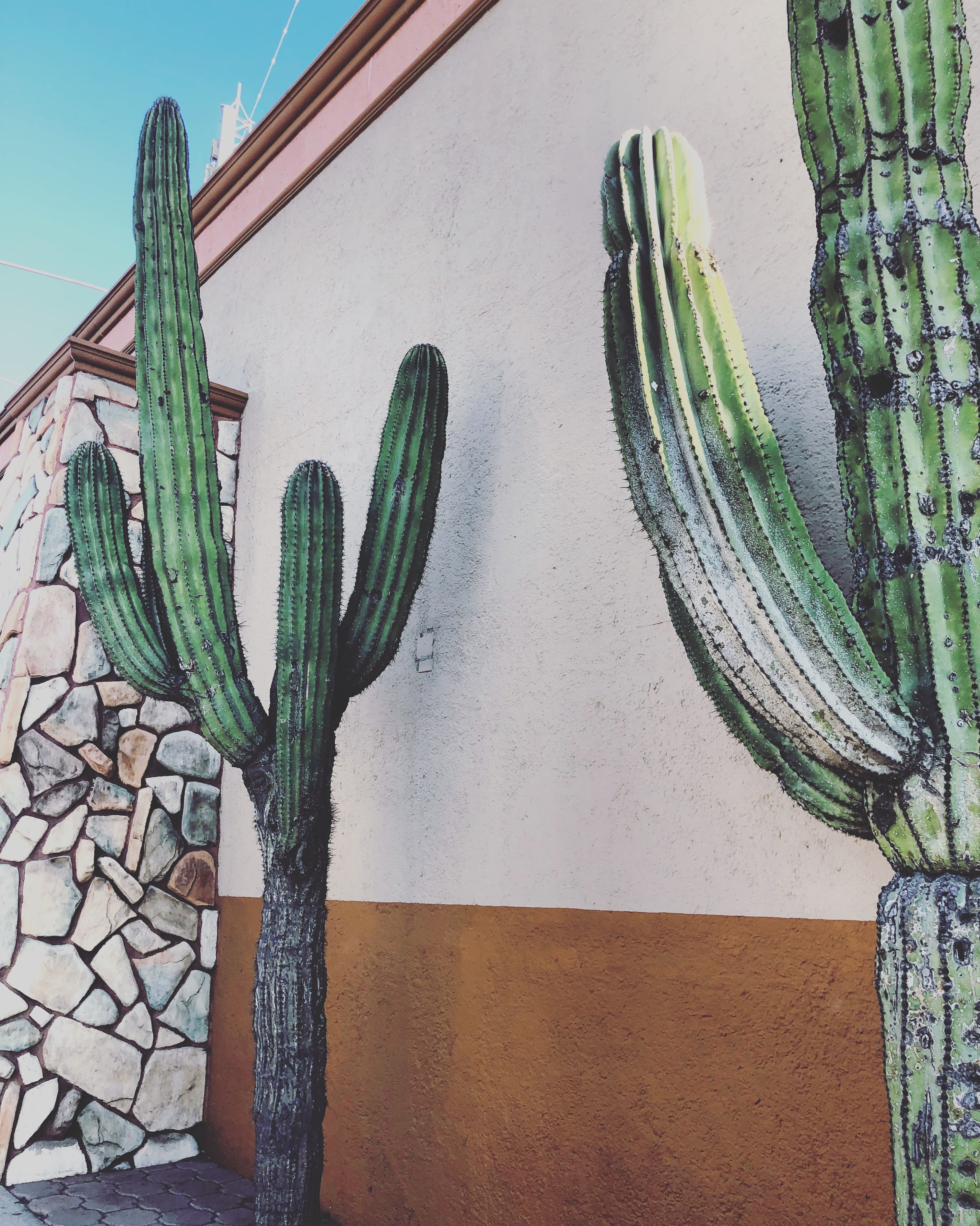 cabo san lucas culture