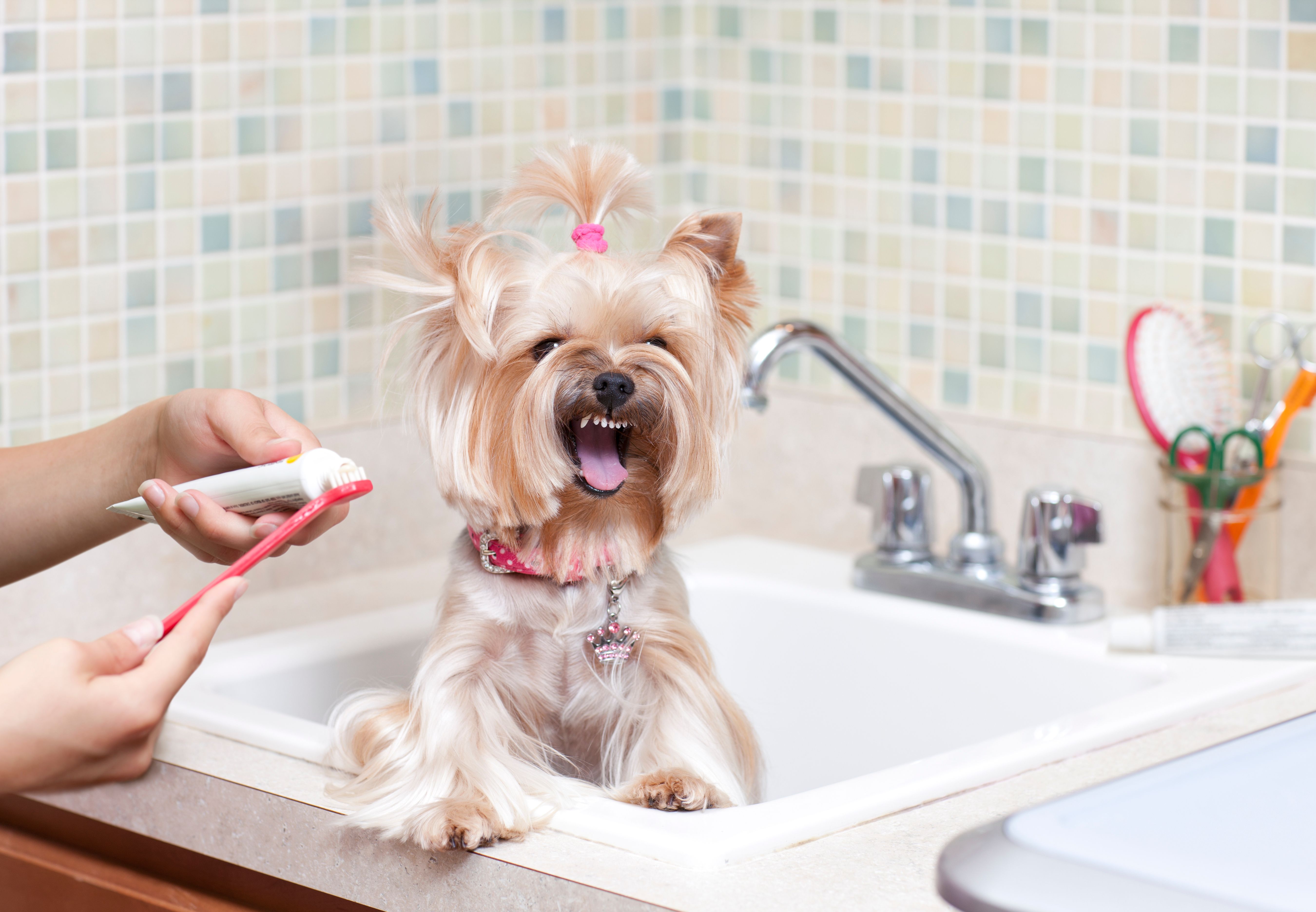 yorkie brushing
