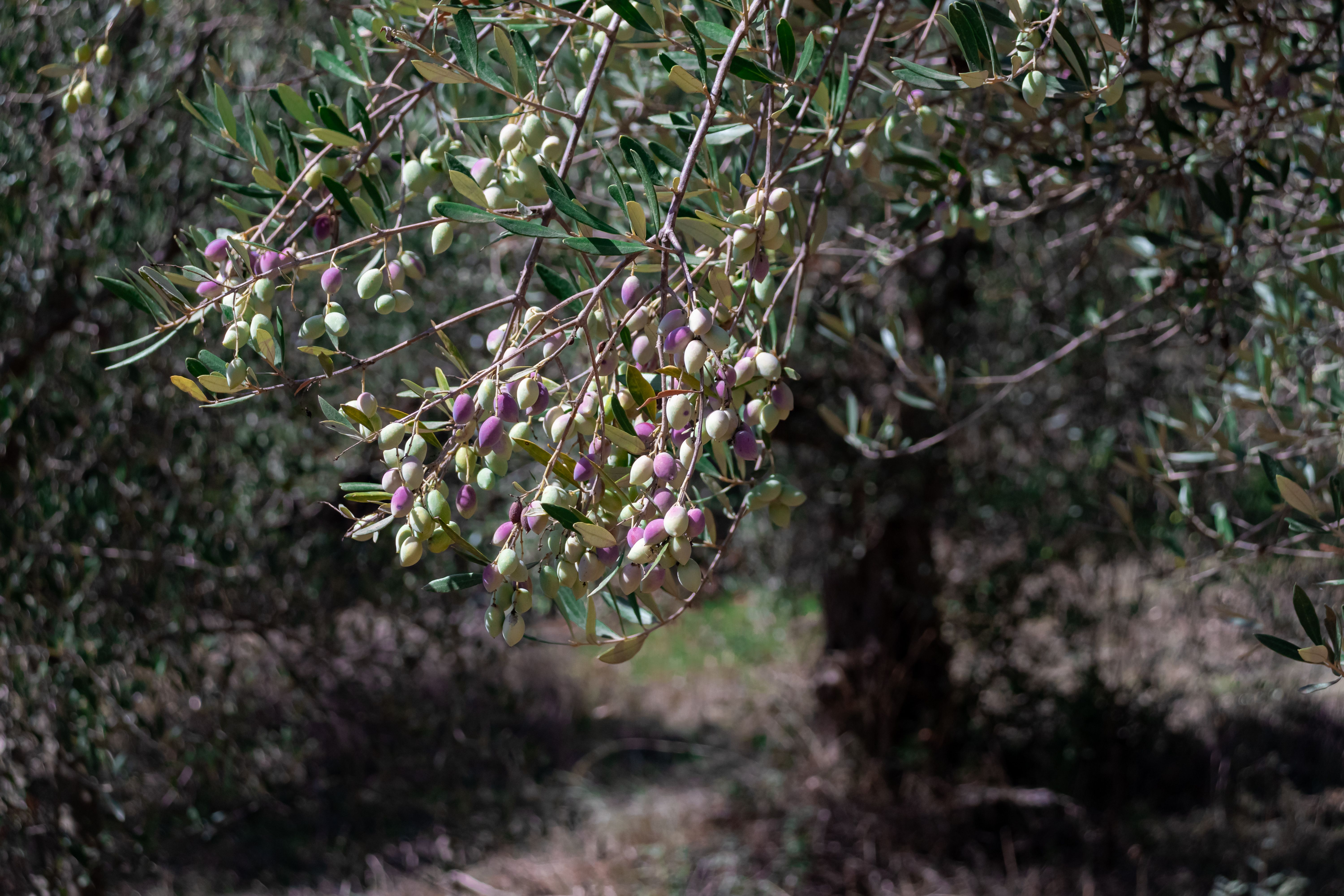 greek olive harvest