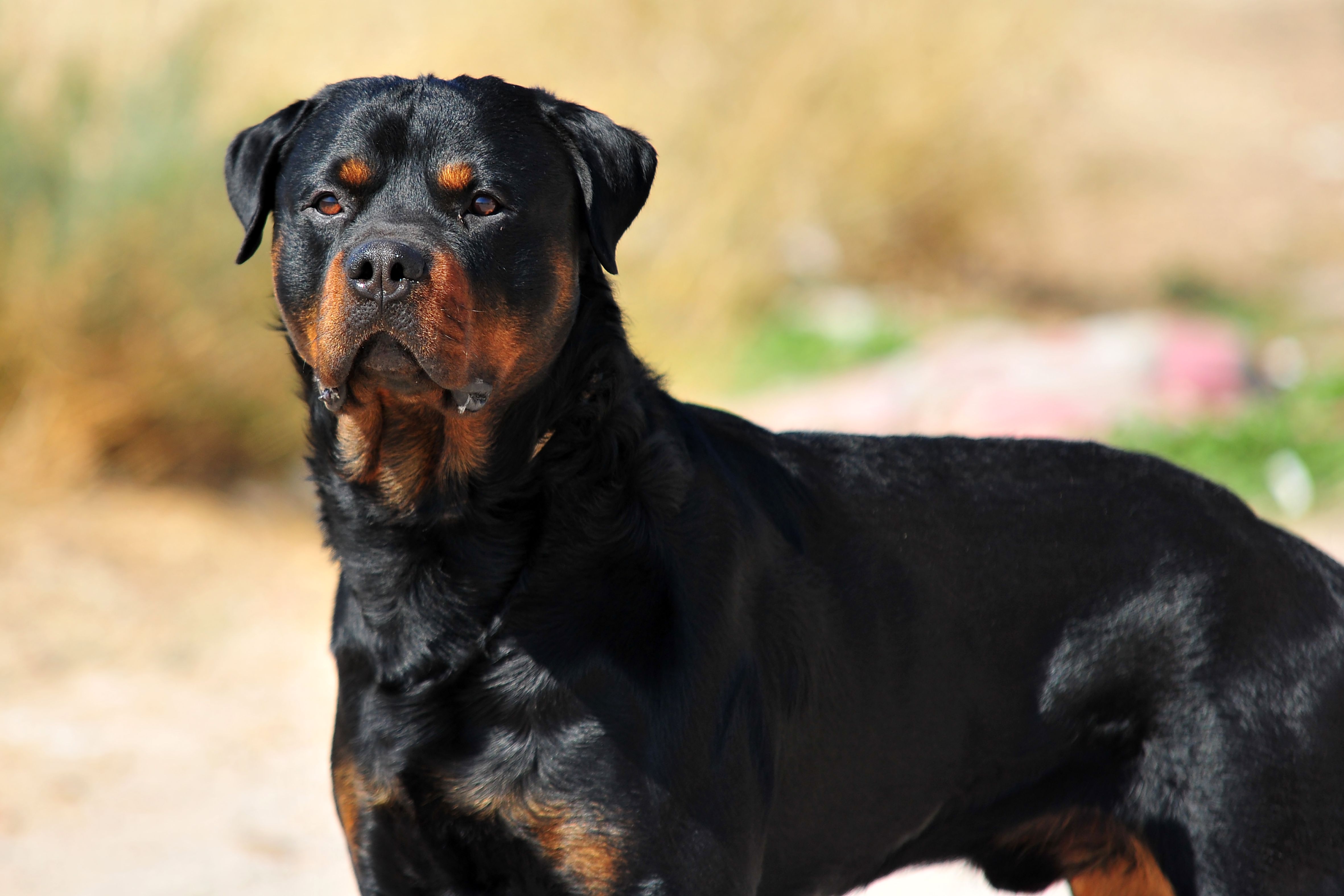 rottweiler dog