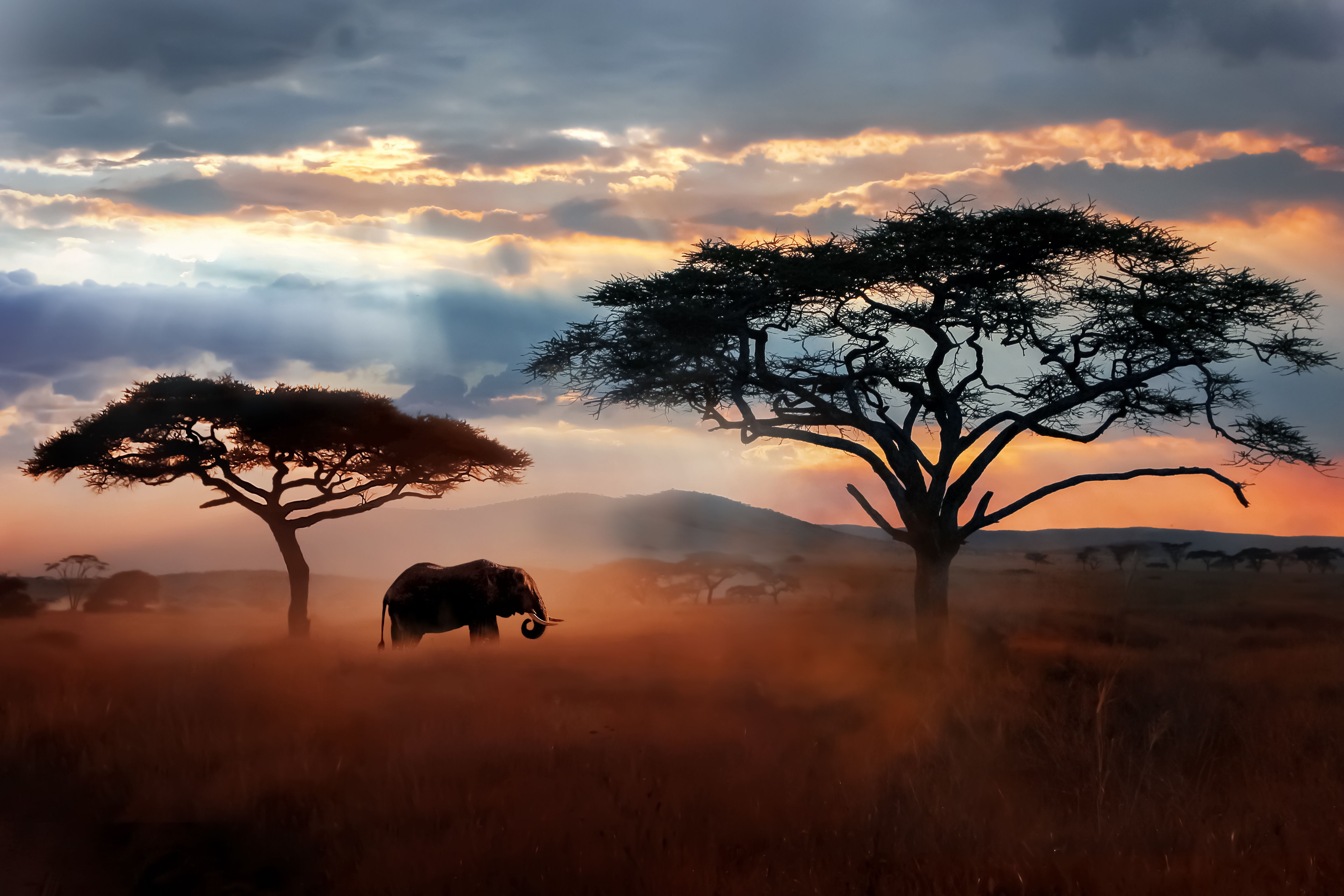 wildlife tanzania