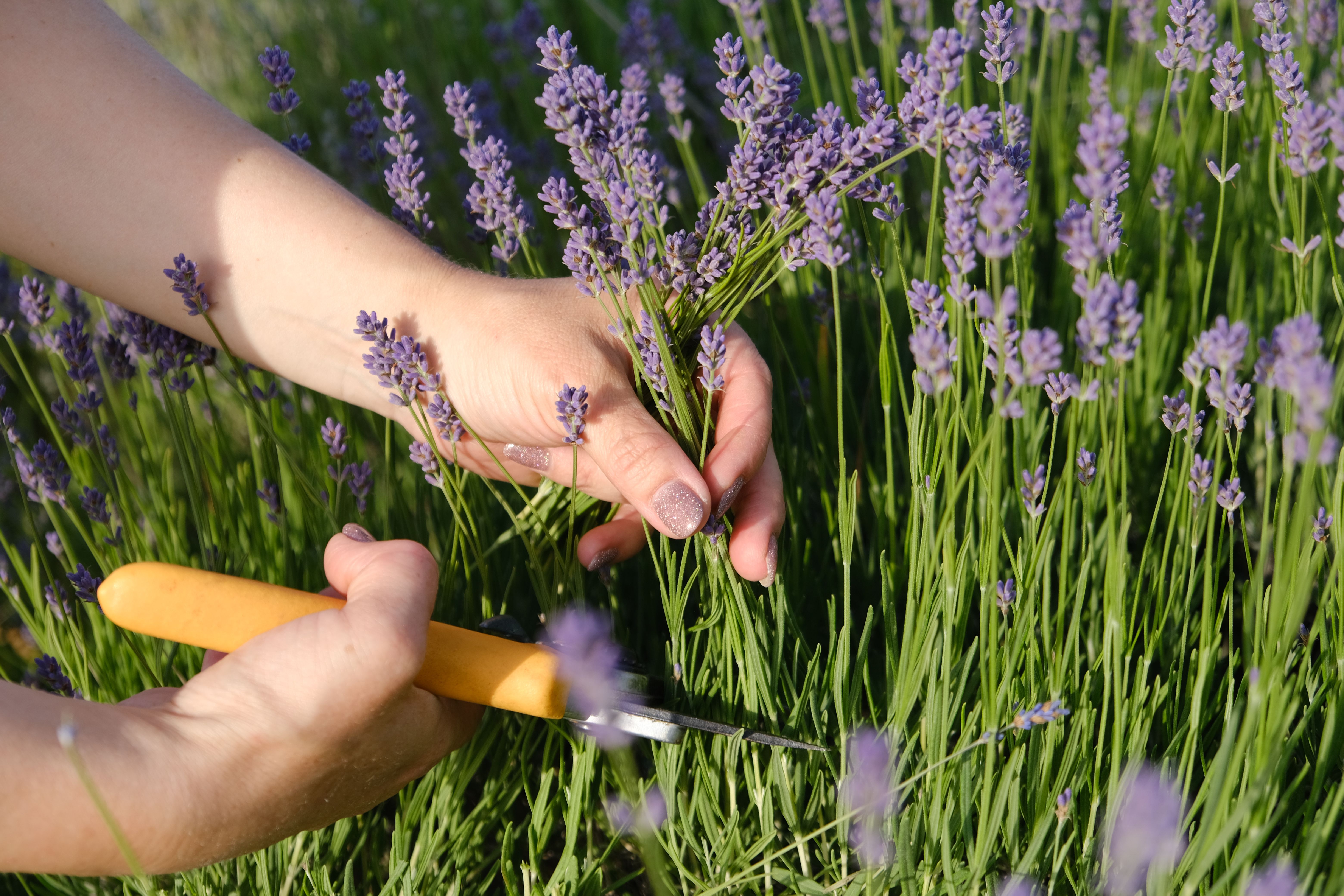 A woman's hand cuts lavender blossoms with secateurs in a lavender field. A woman's hand cuts lavender blossoms with secateurs in a lavender field.