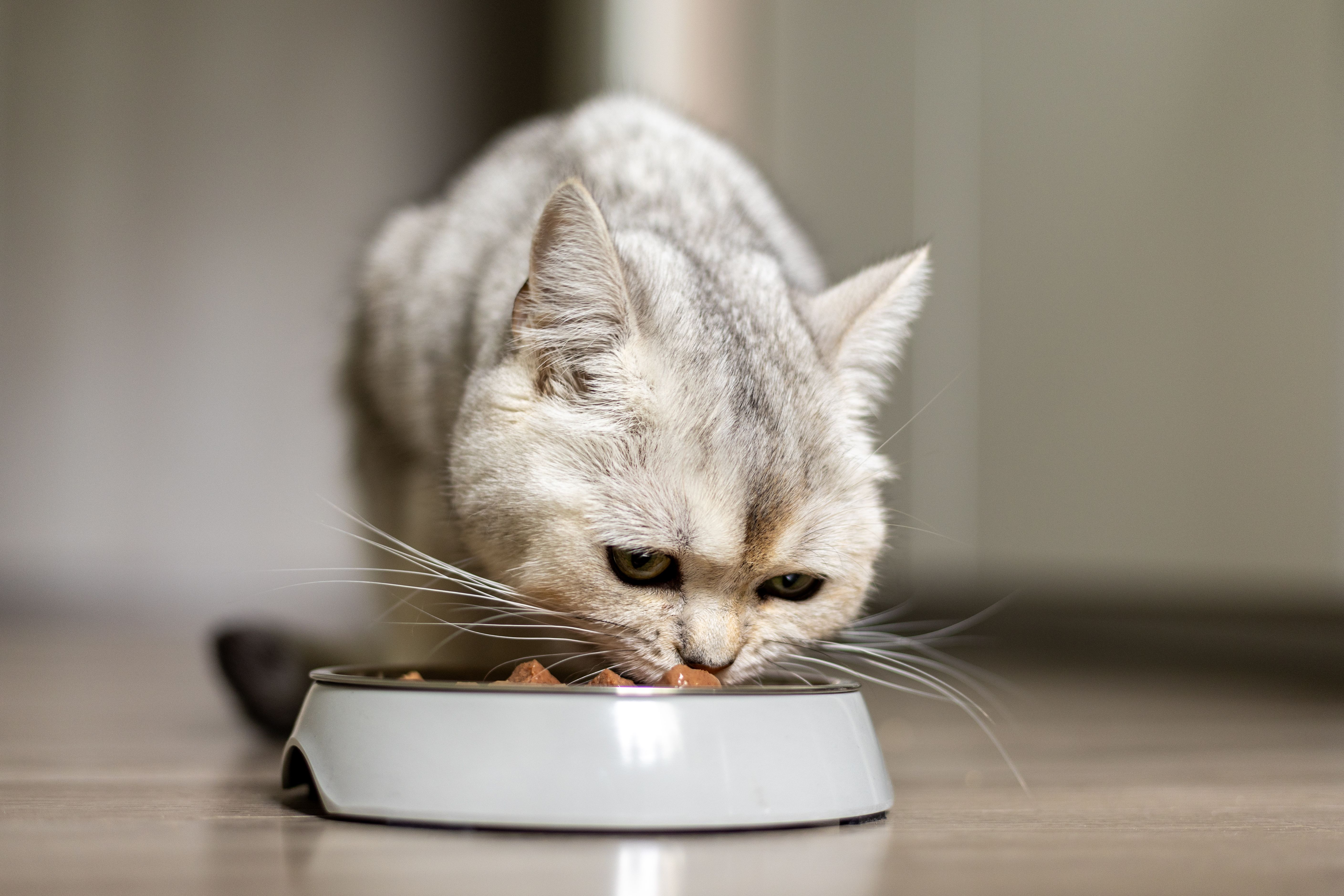 cat eating