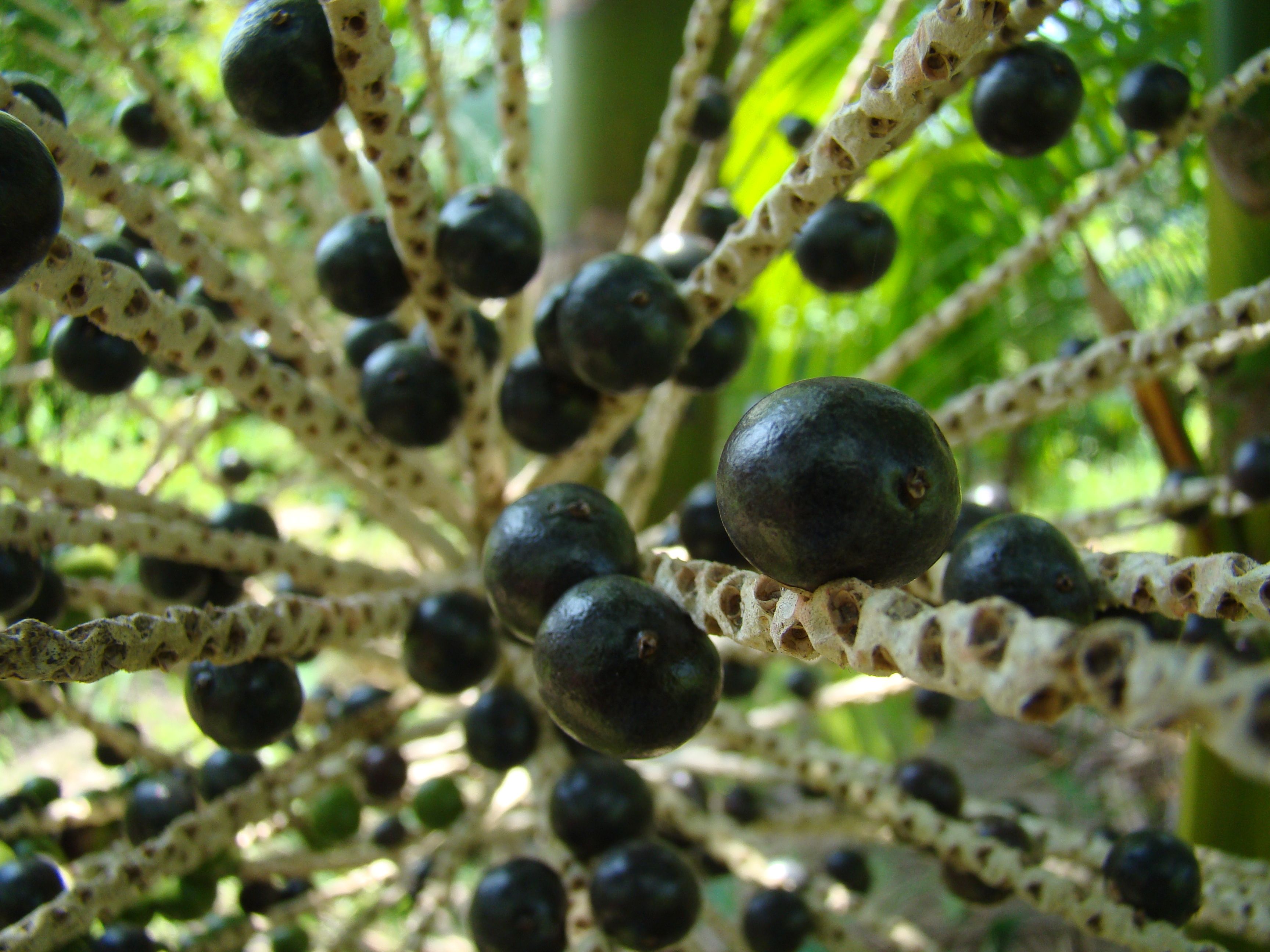 açai berries