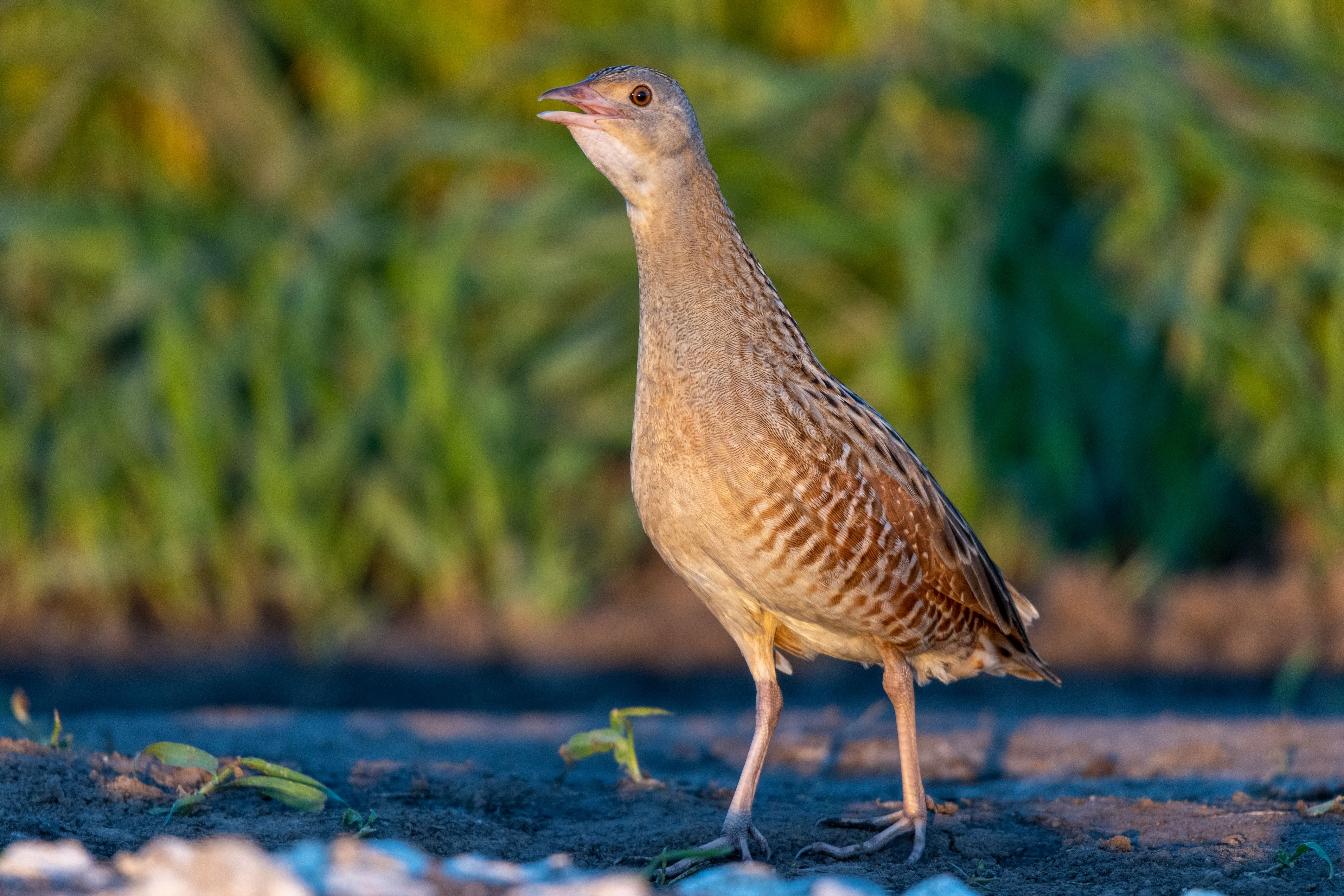 Corncrake, Corn crake (Crex crex).