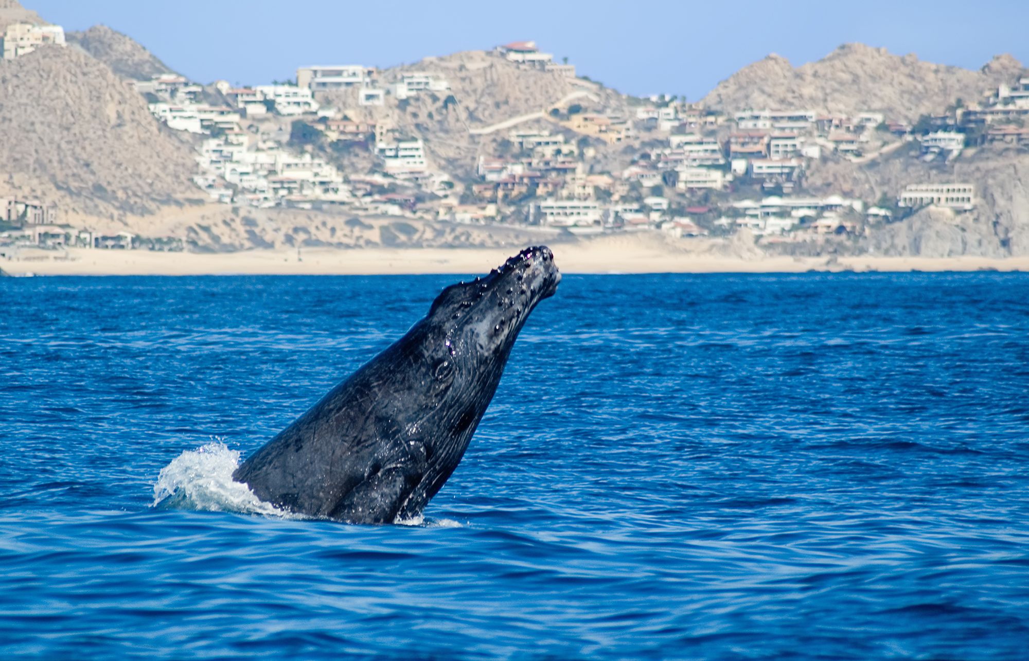 Cabo San Lucas whale watching