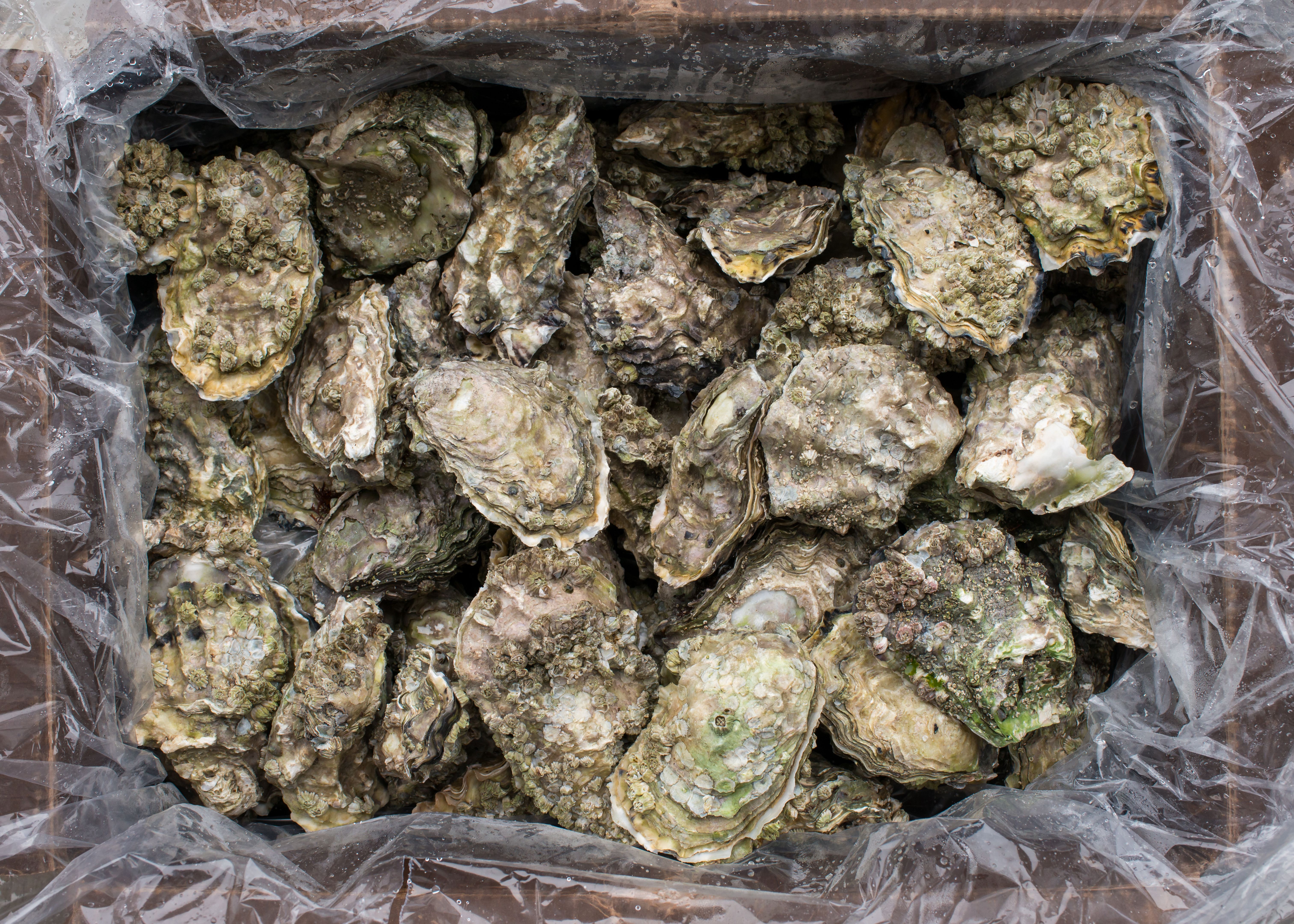 seafood storage