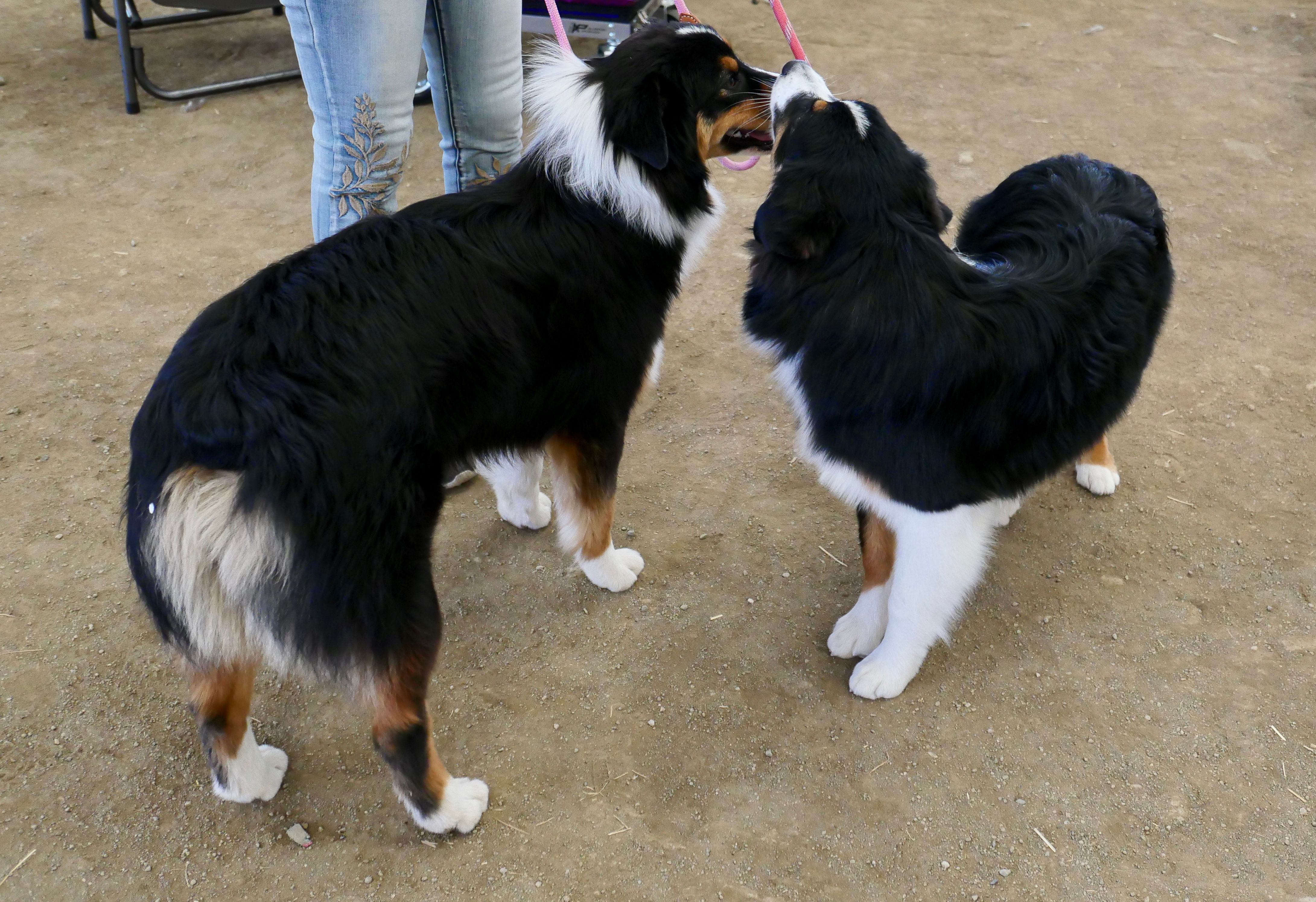 australian shepherd meetup