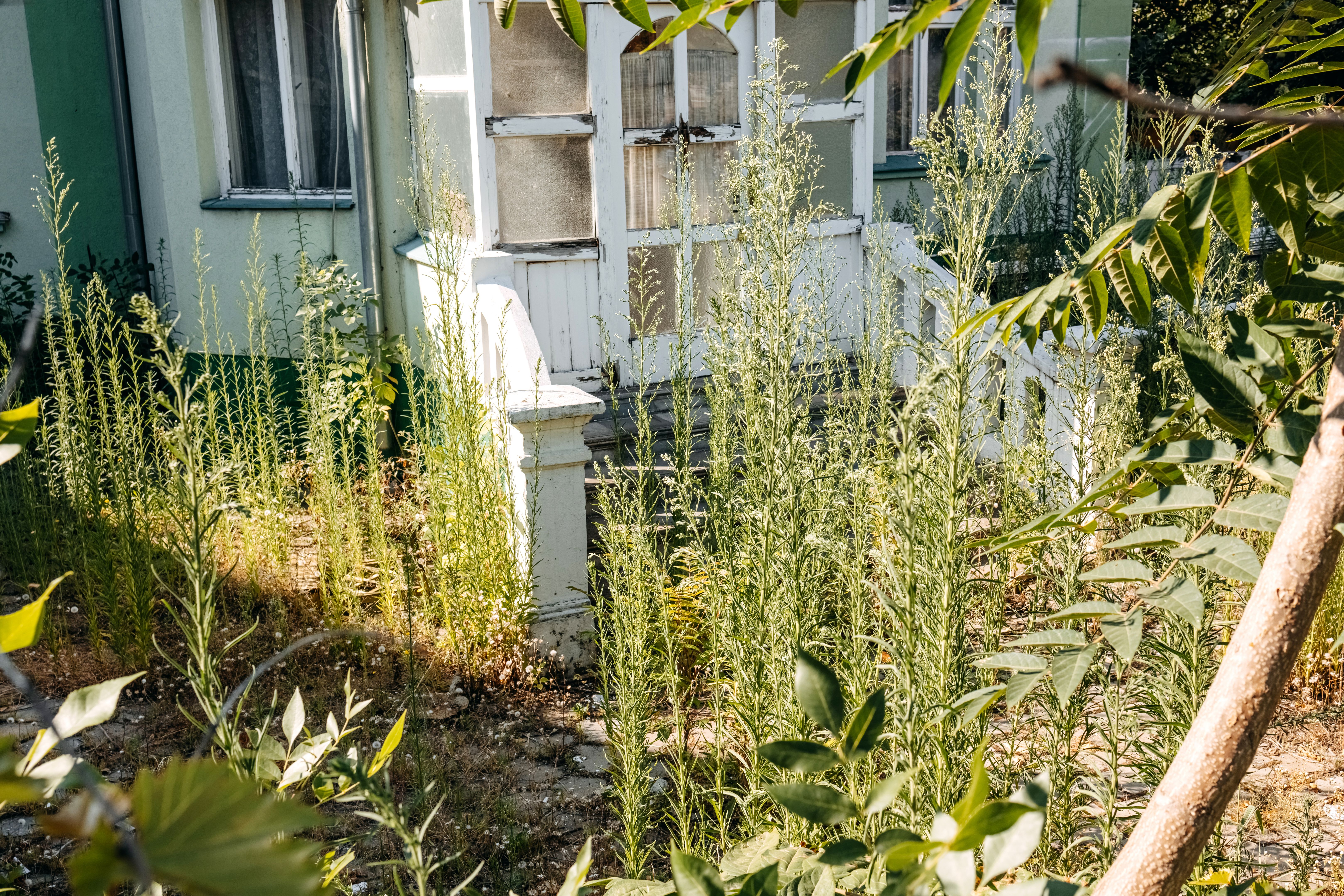 Overgrown yard with high grass across