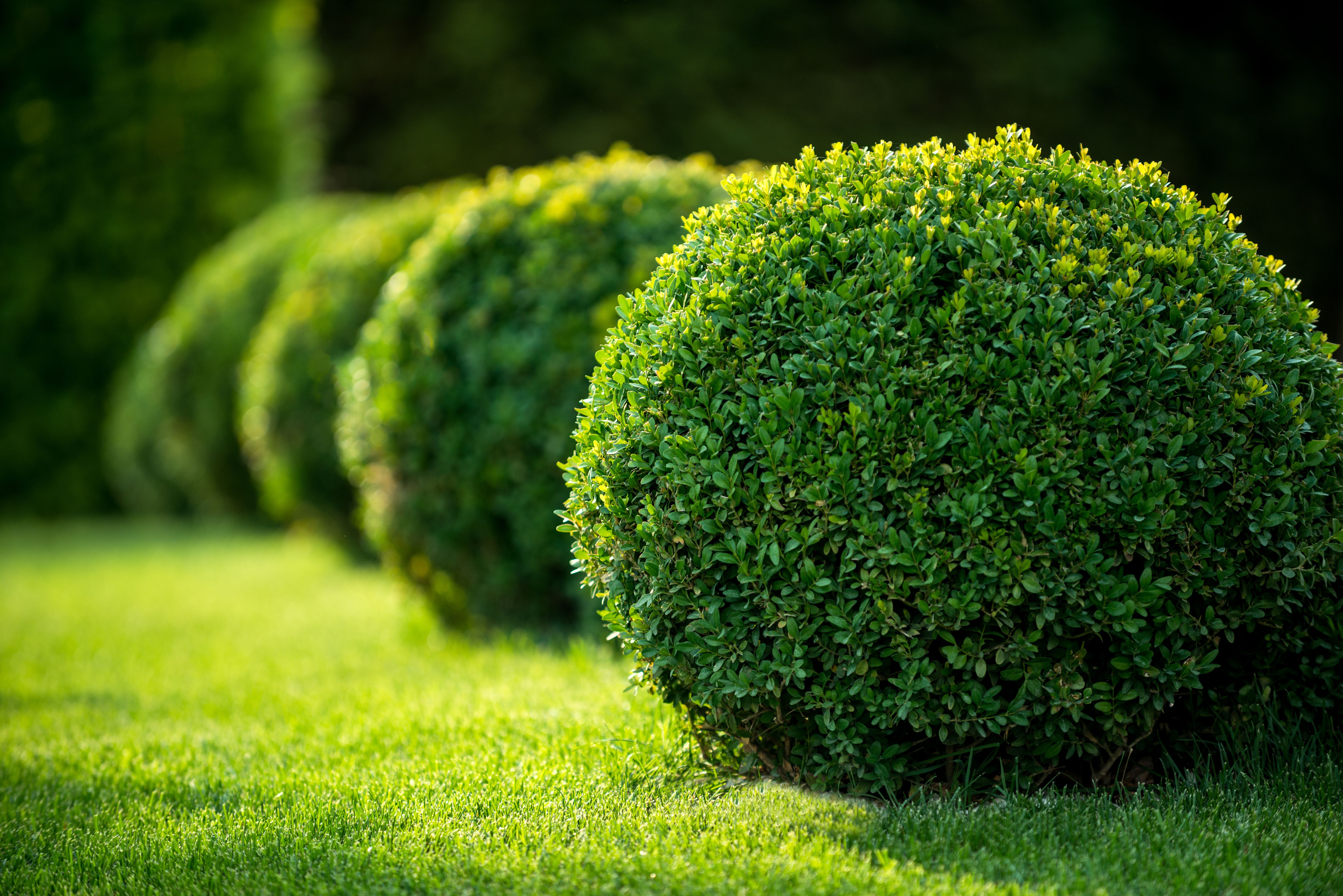 boxwood plants