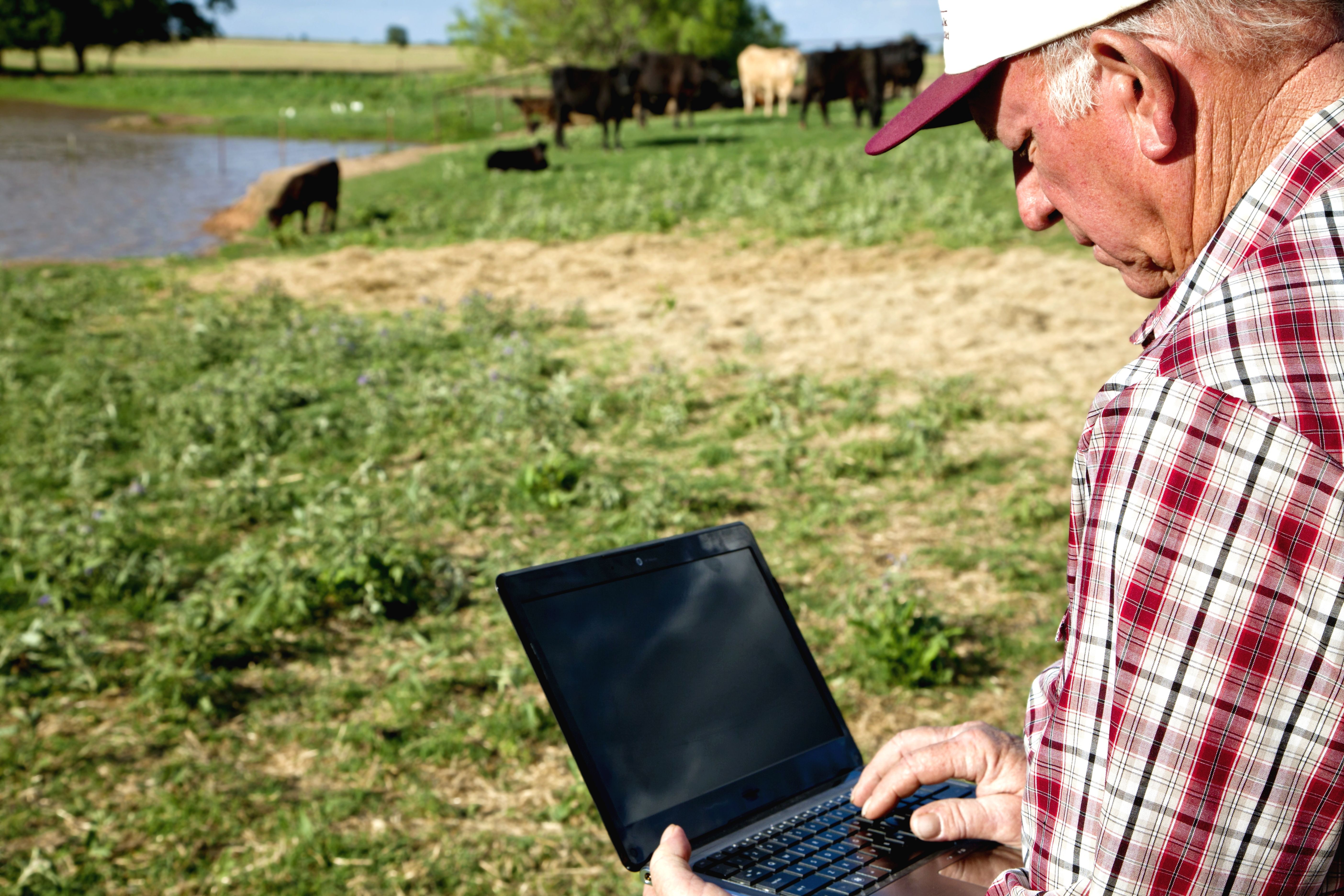 Agriculture: Farmer or rancher with laptop Computer and Cattle