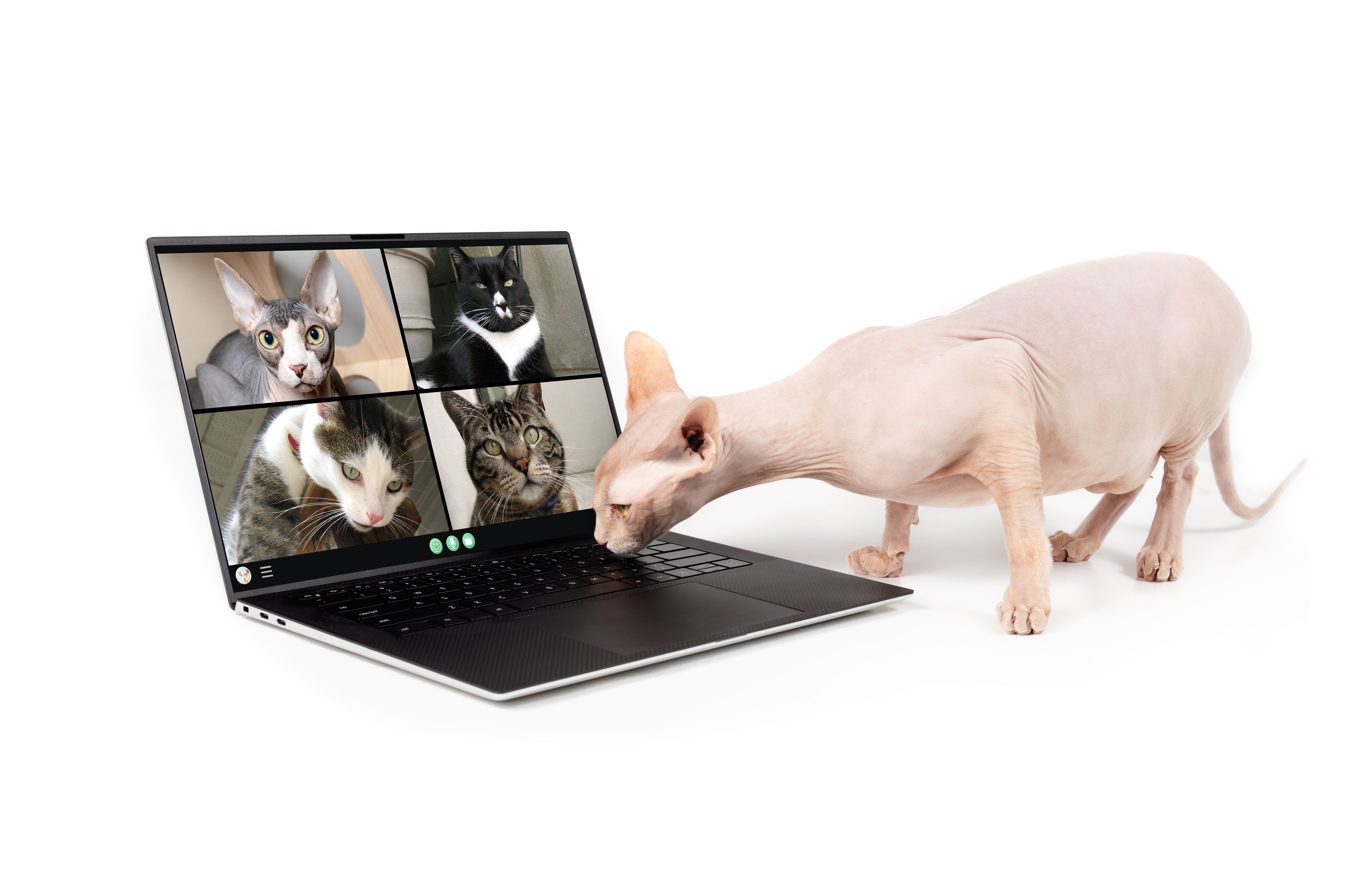 job interview automotive