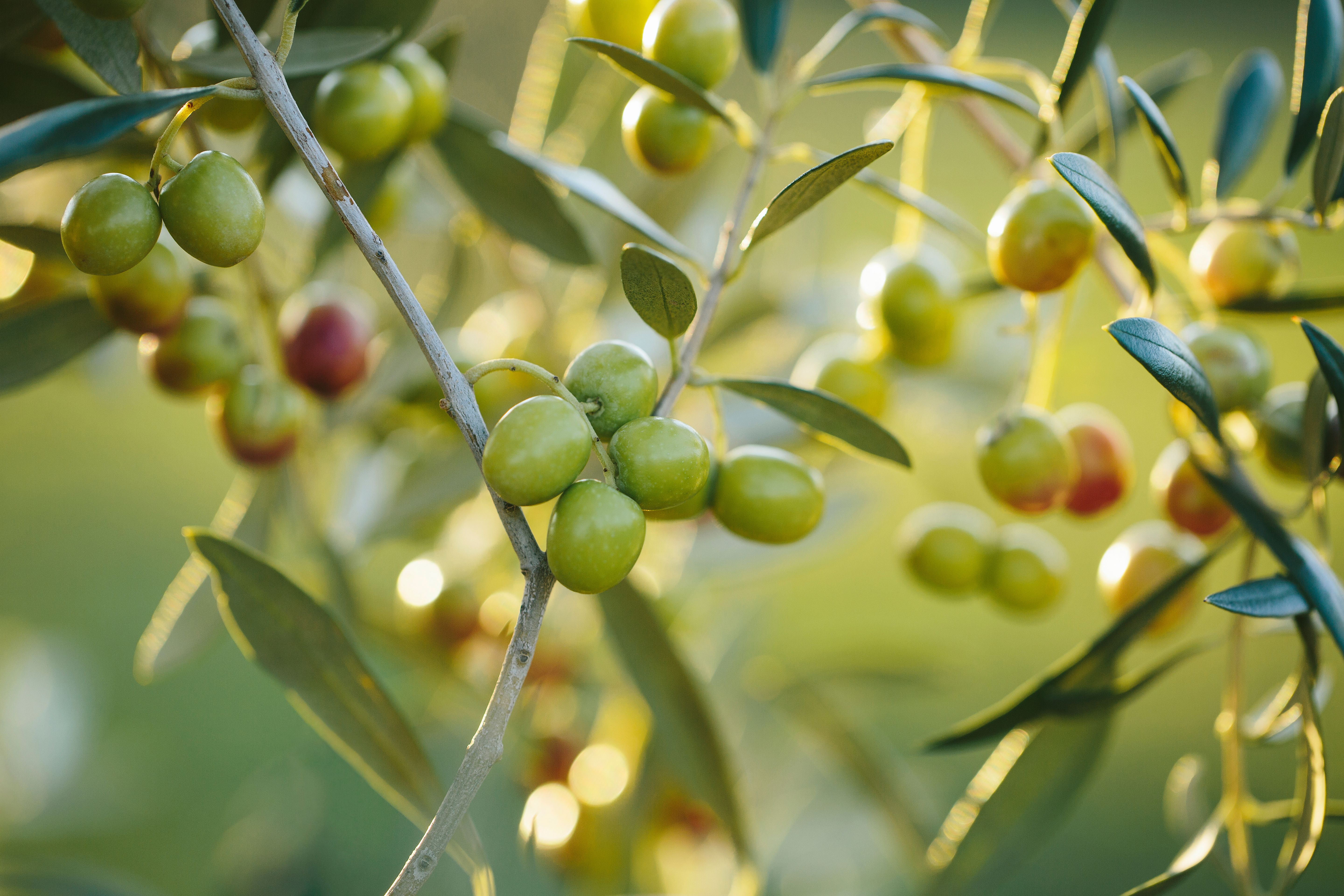 olive orchard