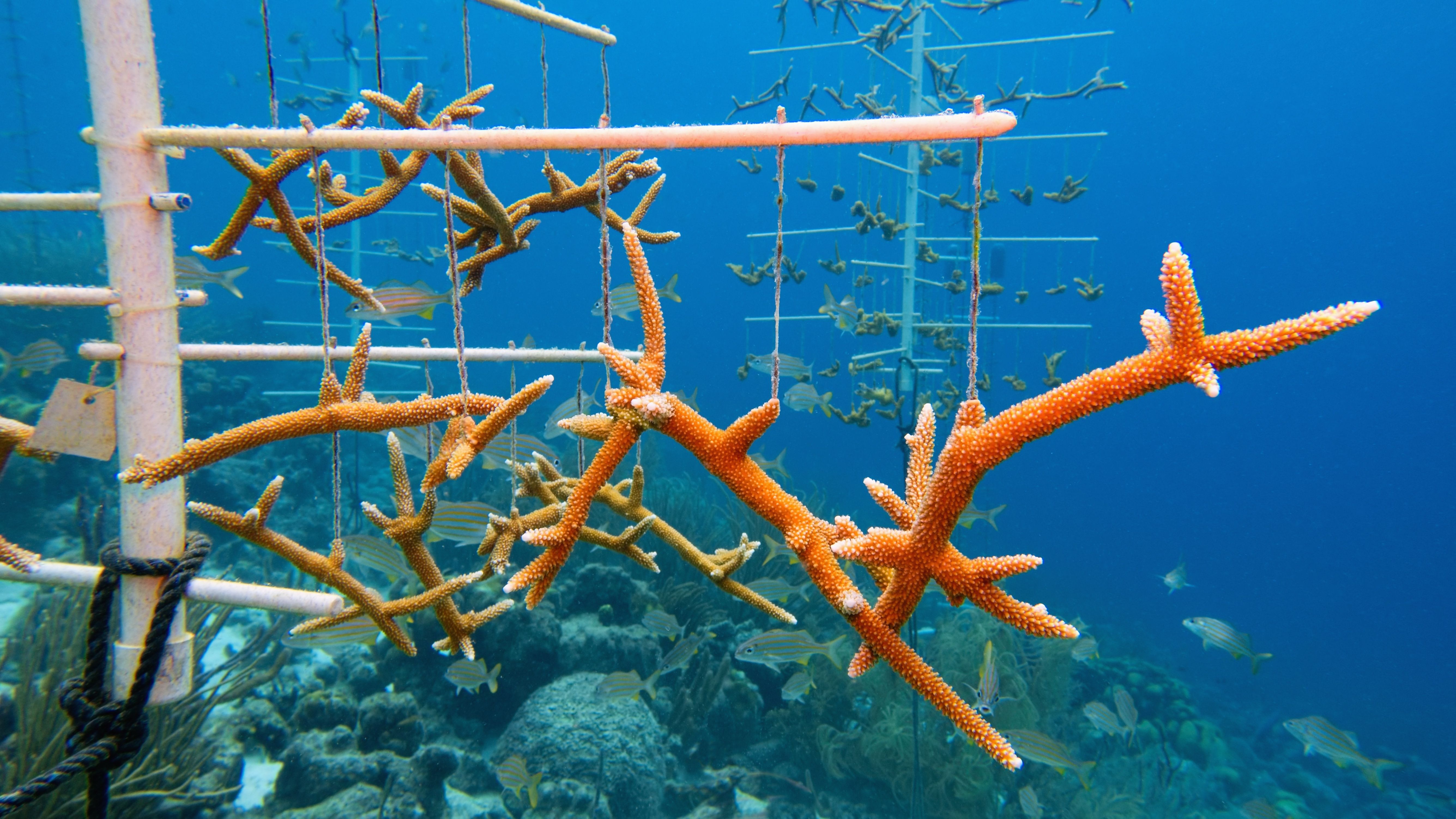 coral reef conservation