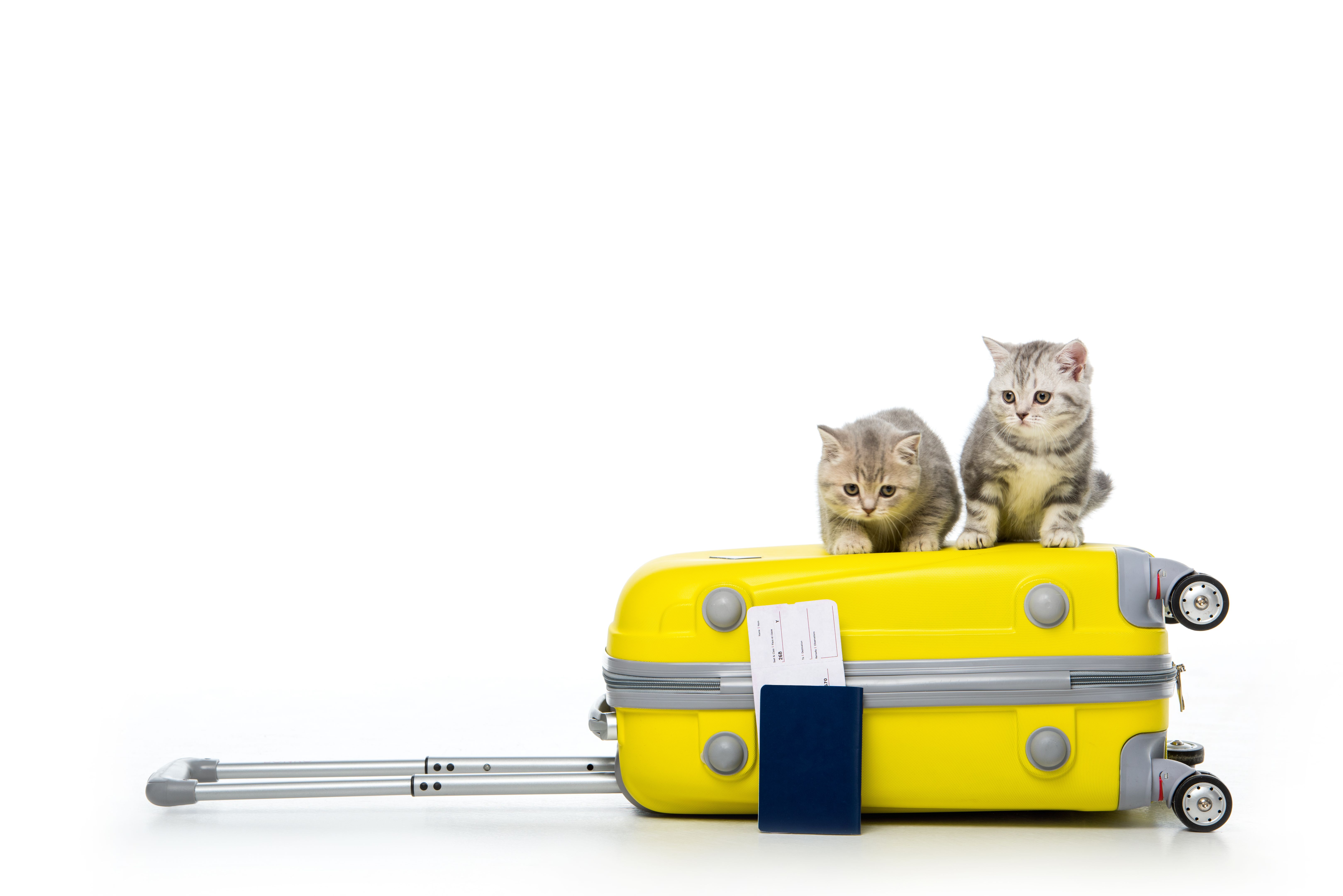 cat travel documents