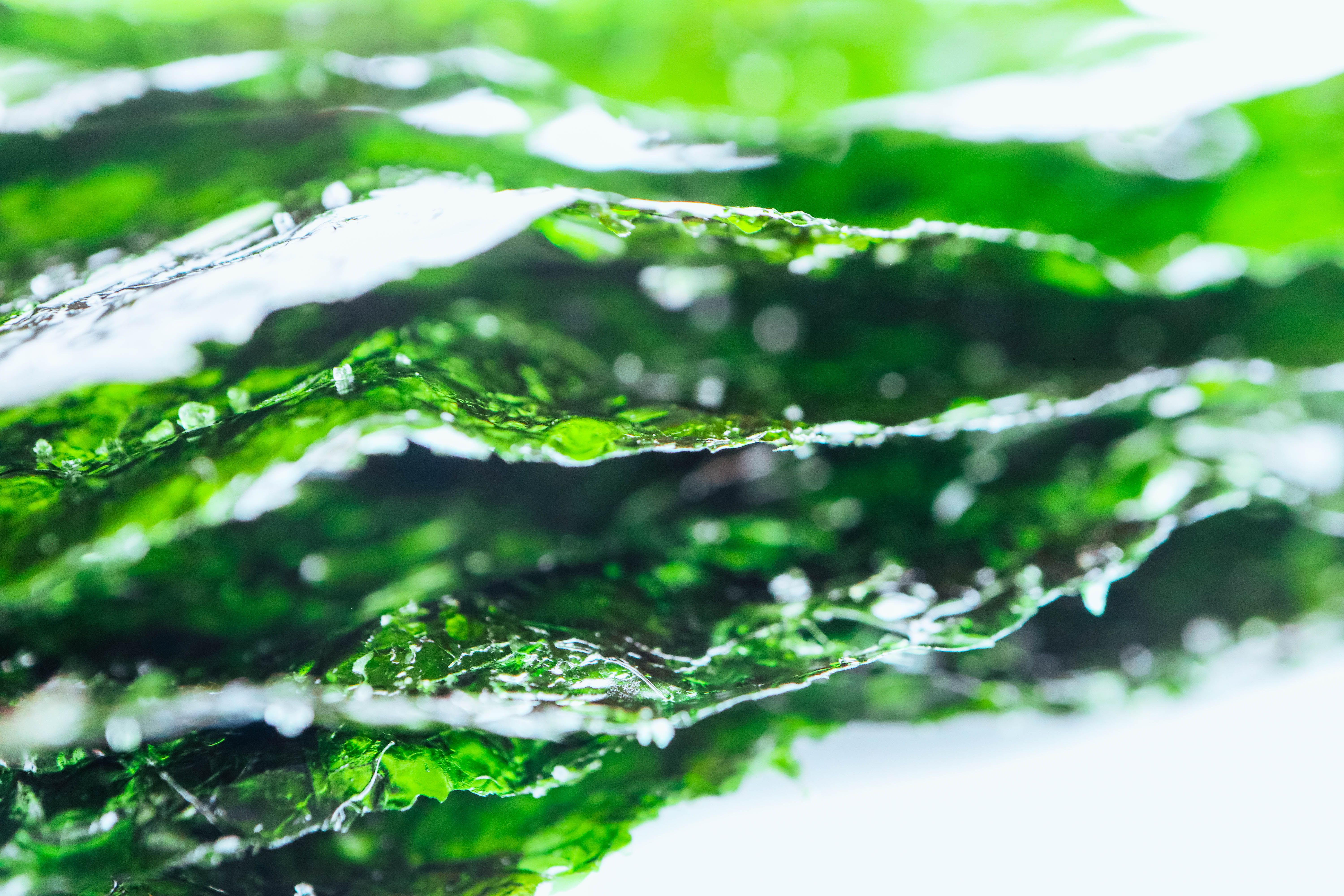 seaweed closeup