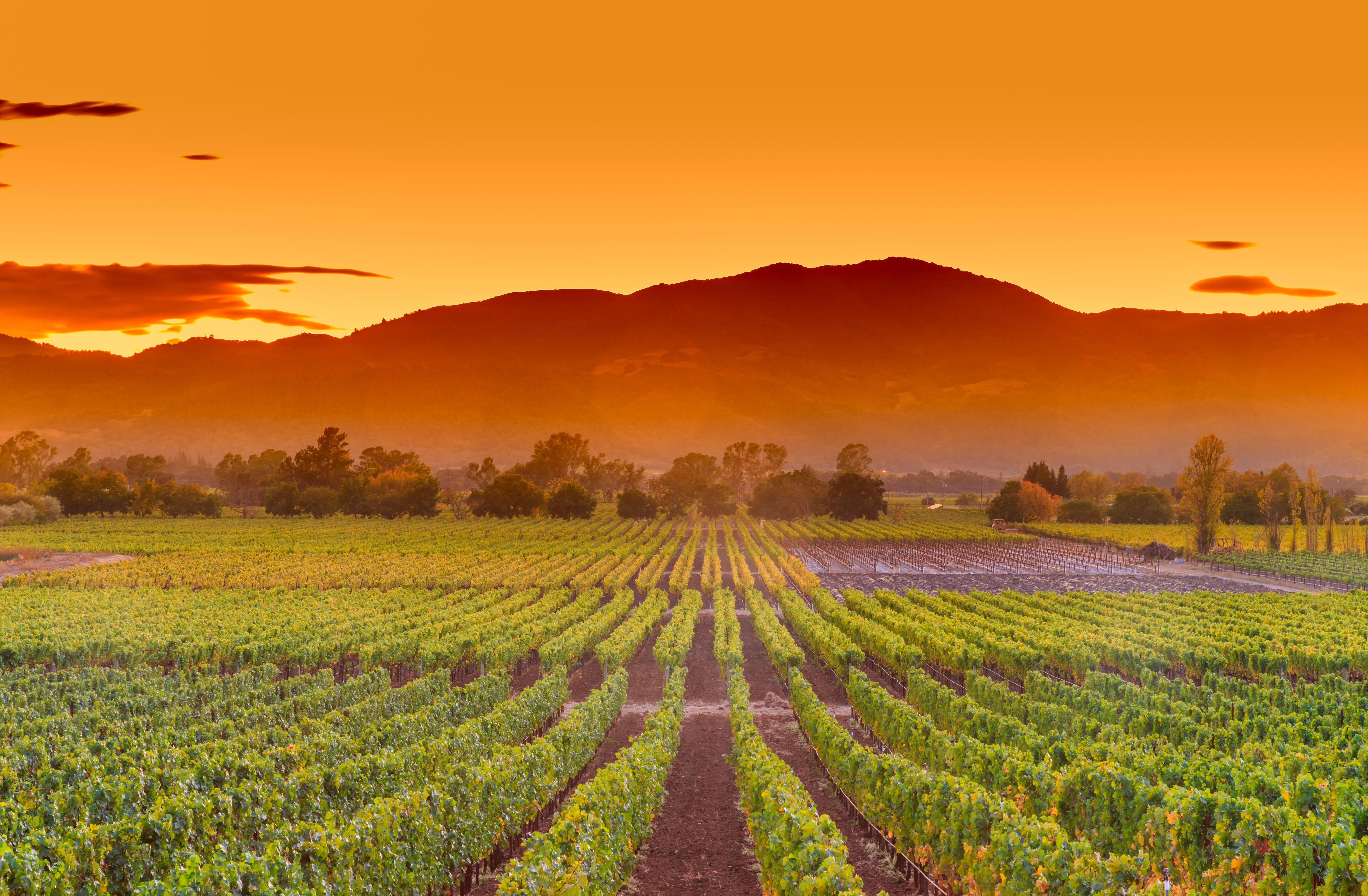 napa valley vineyard