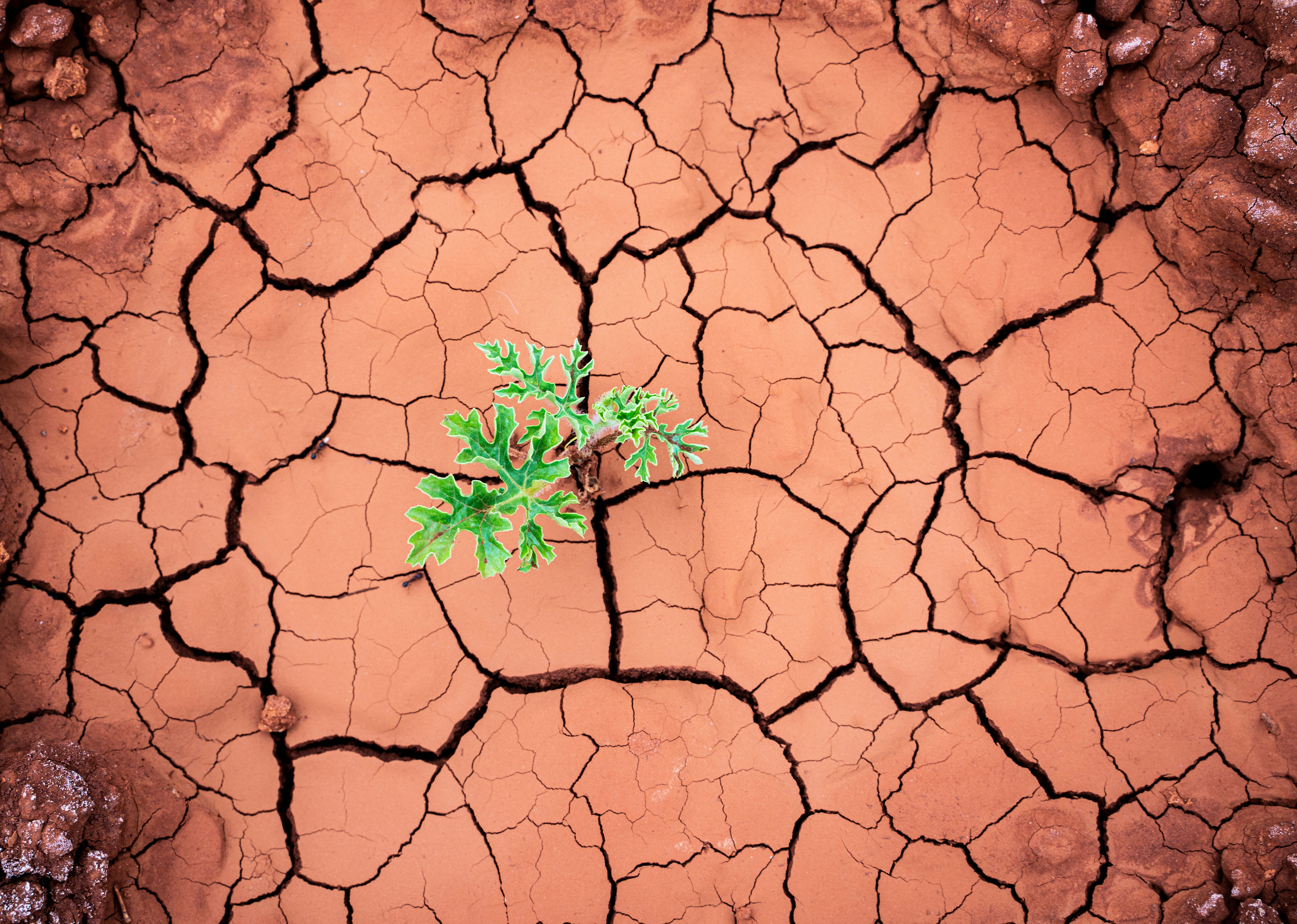 desert weather impact