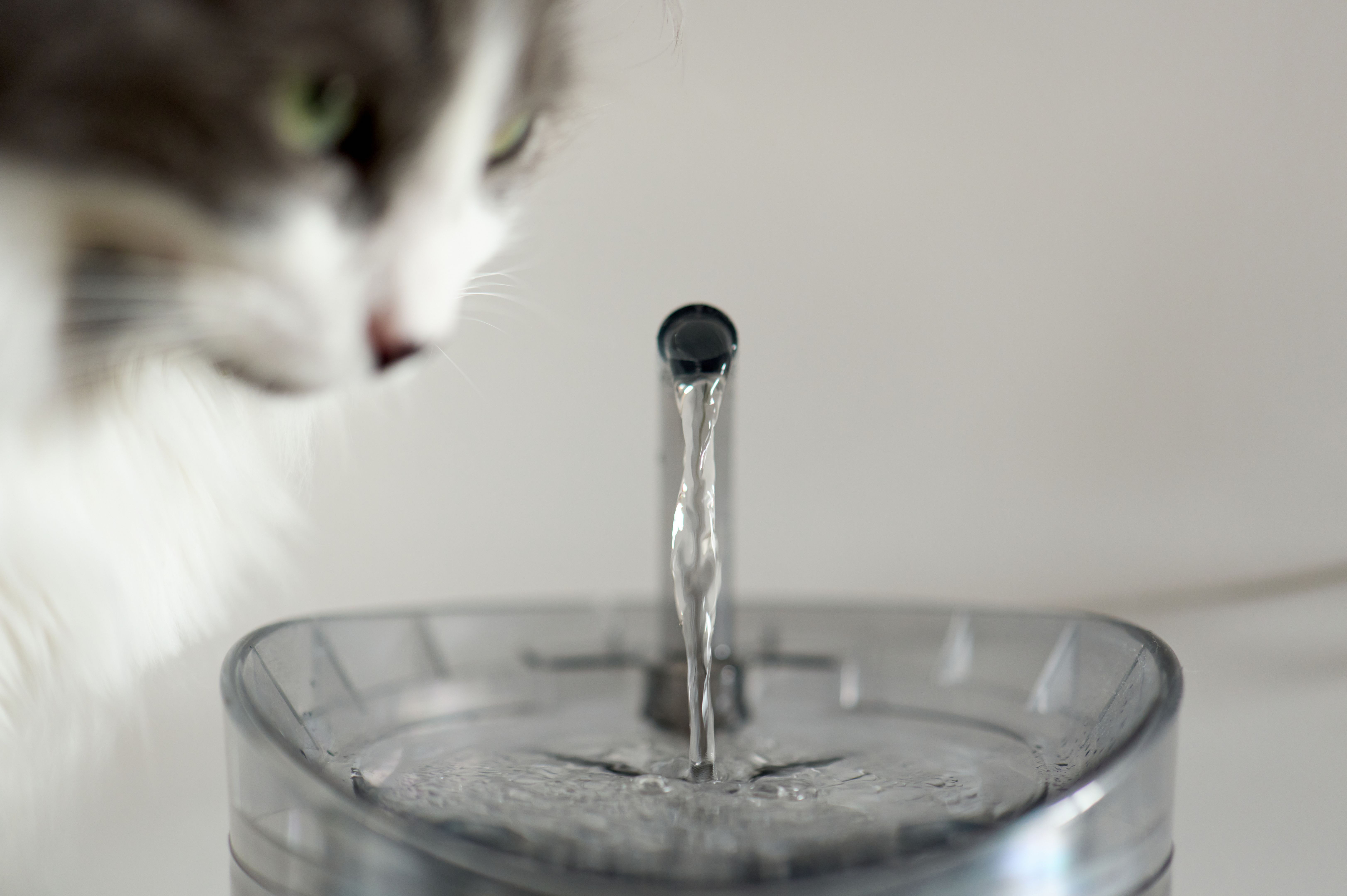 cat drinking water