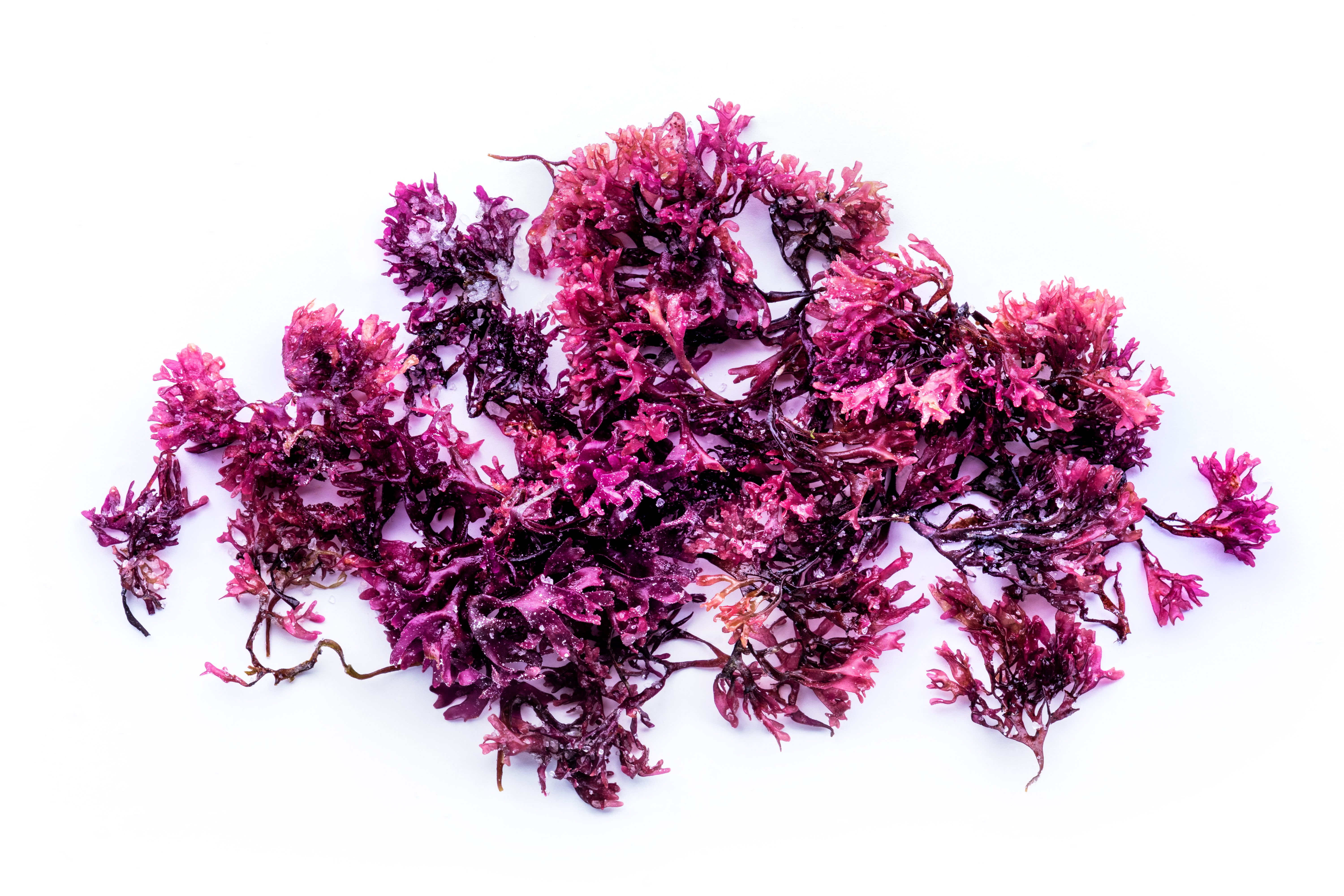 Irish sea moss, Chondrus crispus, edible seaweed, purple