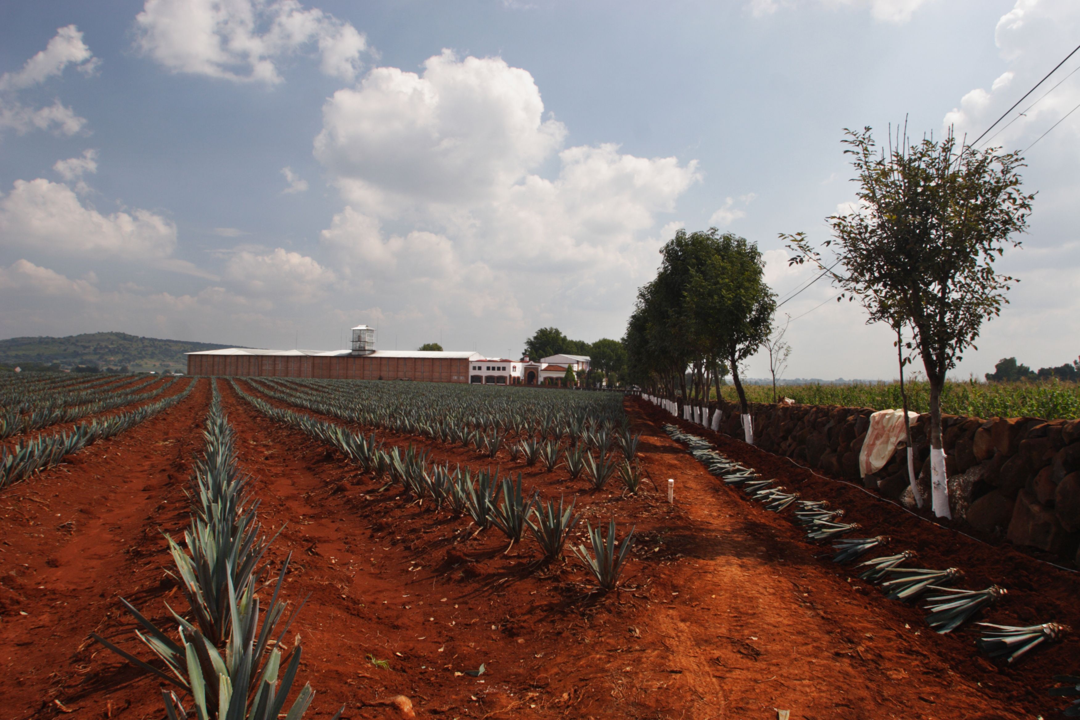 tequila distillery