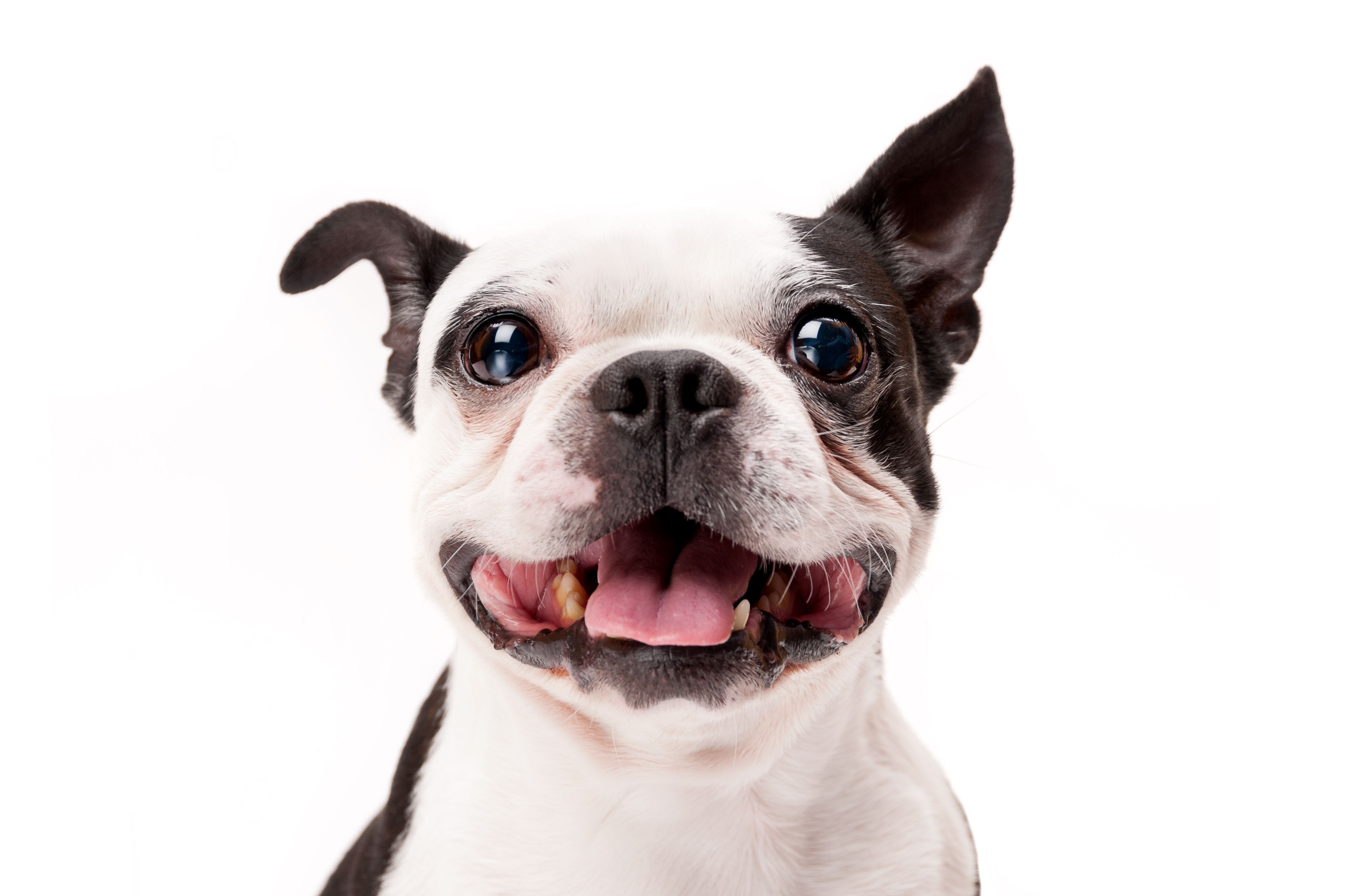 happy pets