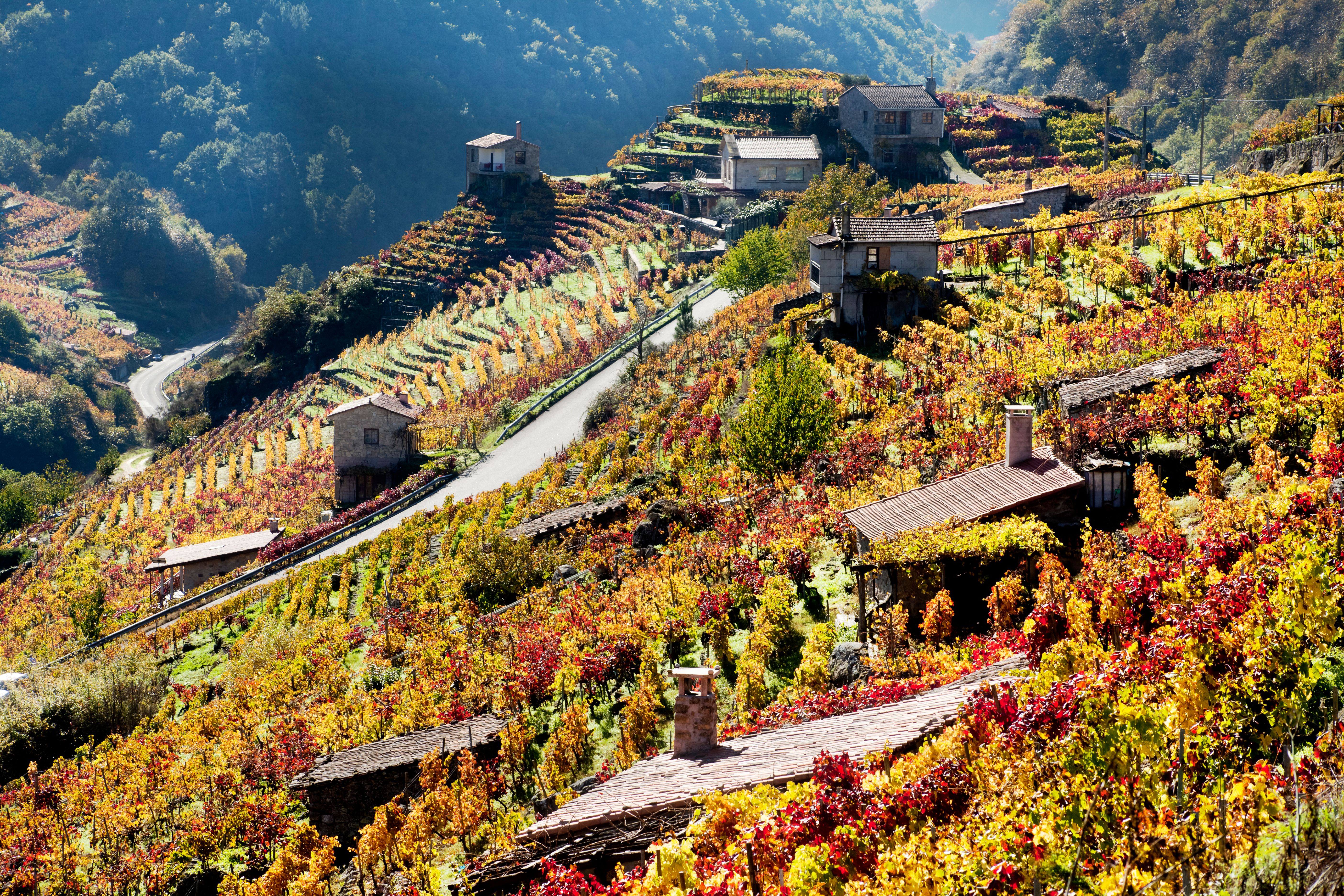 spanish vineyard
