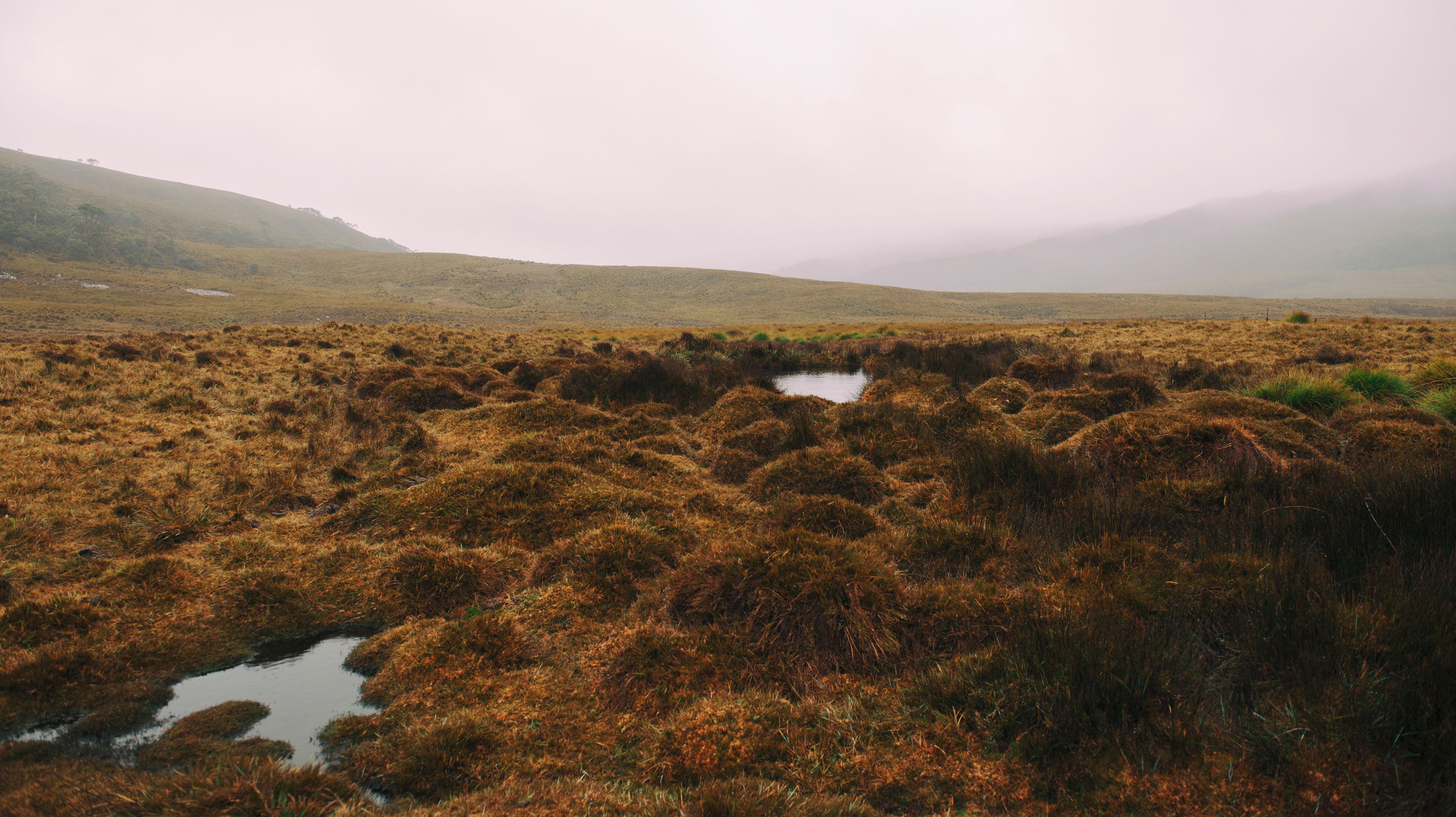 Foggy field on the mountain