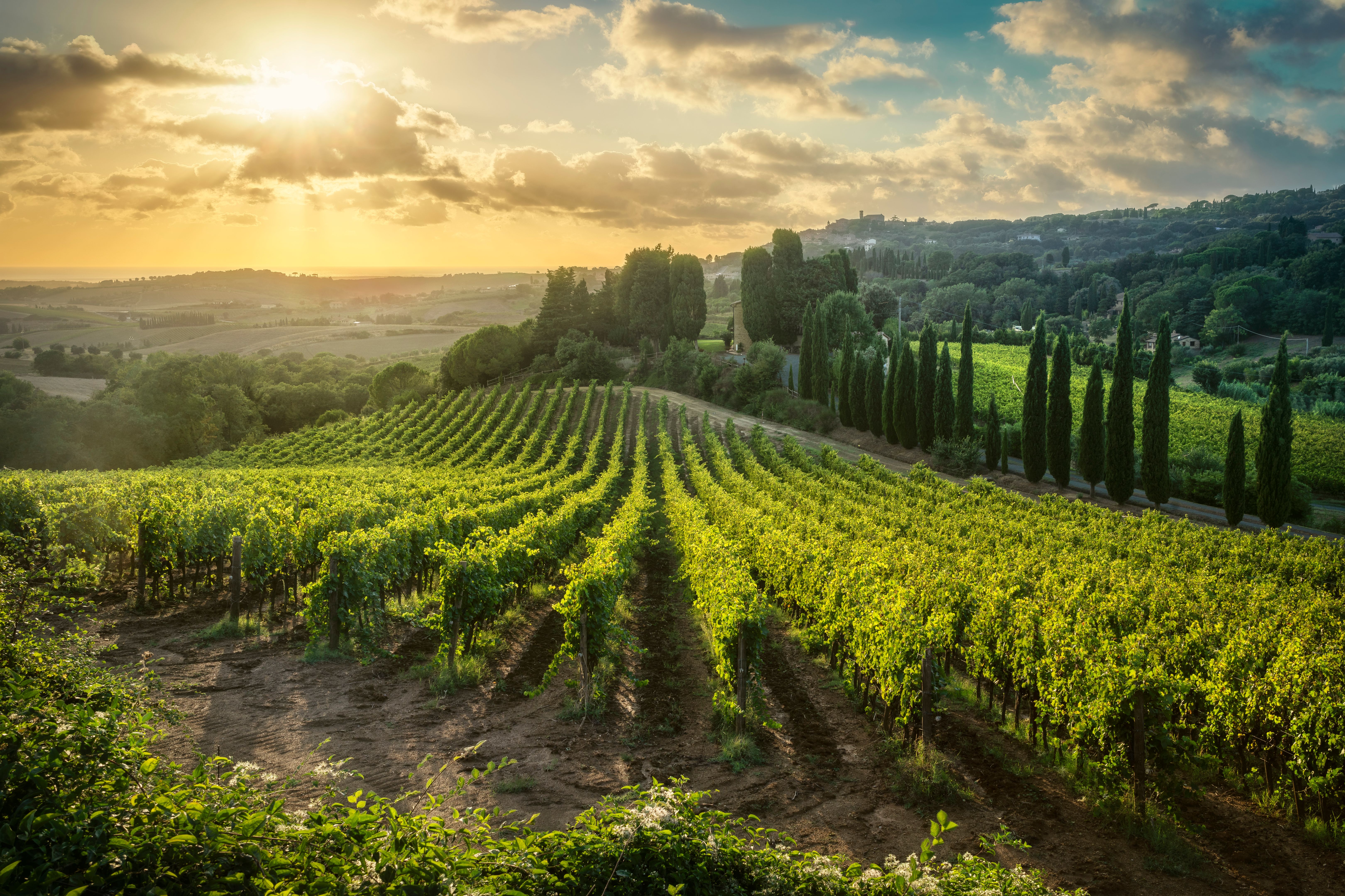 Tuscan vineyard