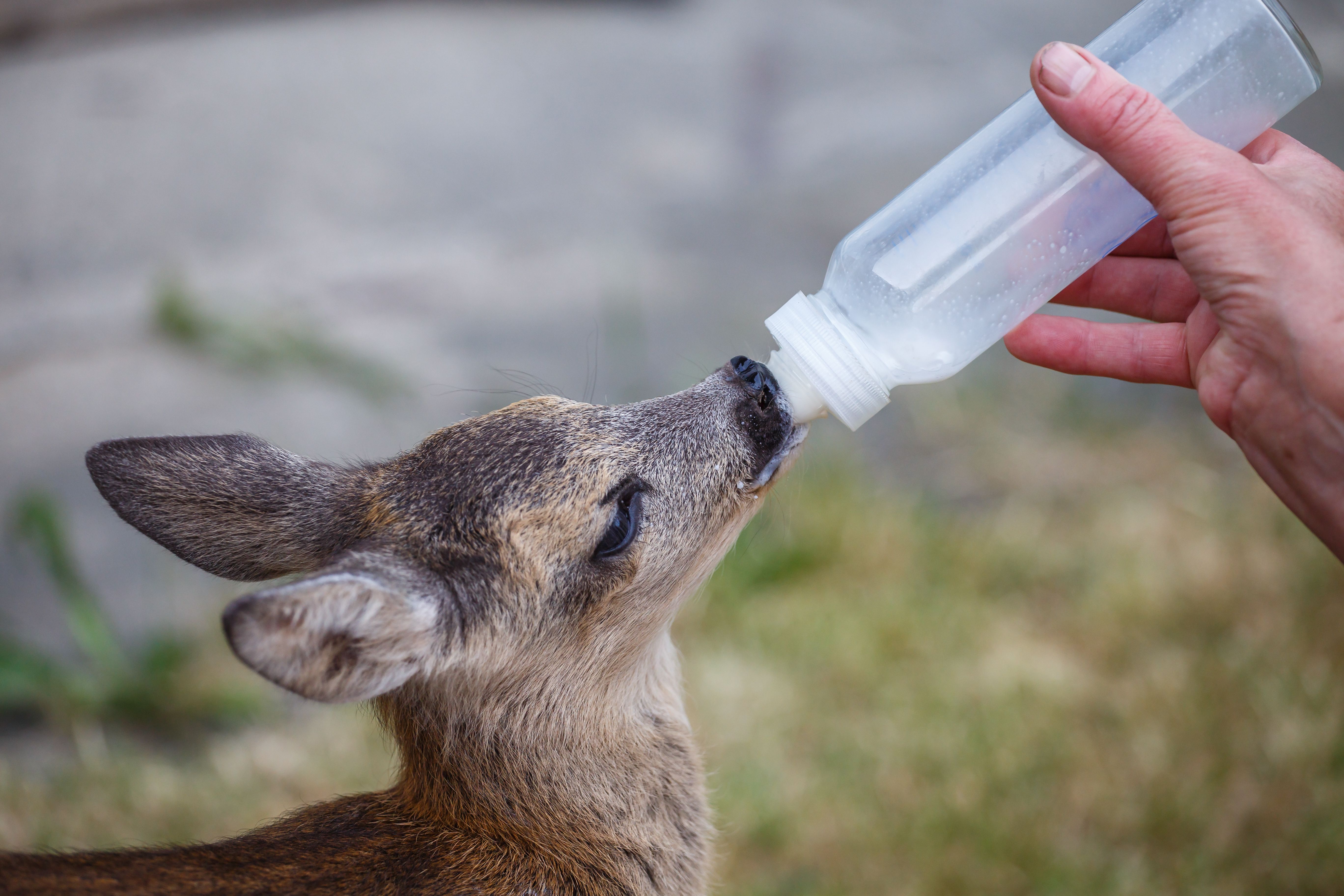 wildlife rescue