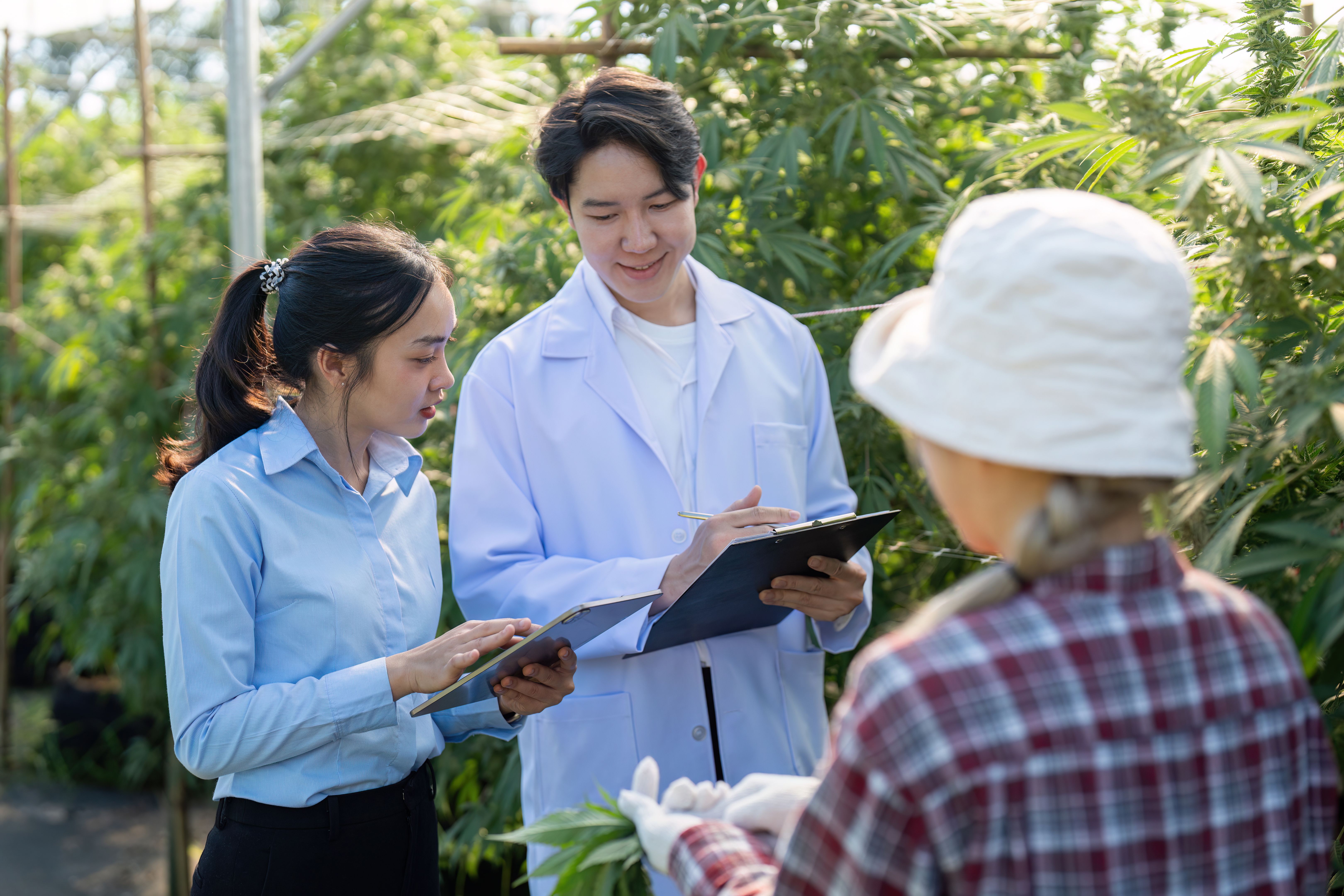 future prospects cannabis research