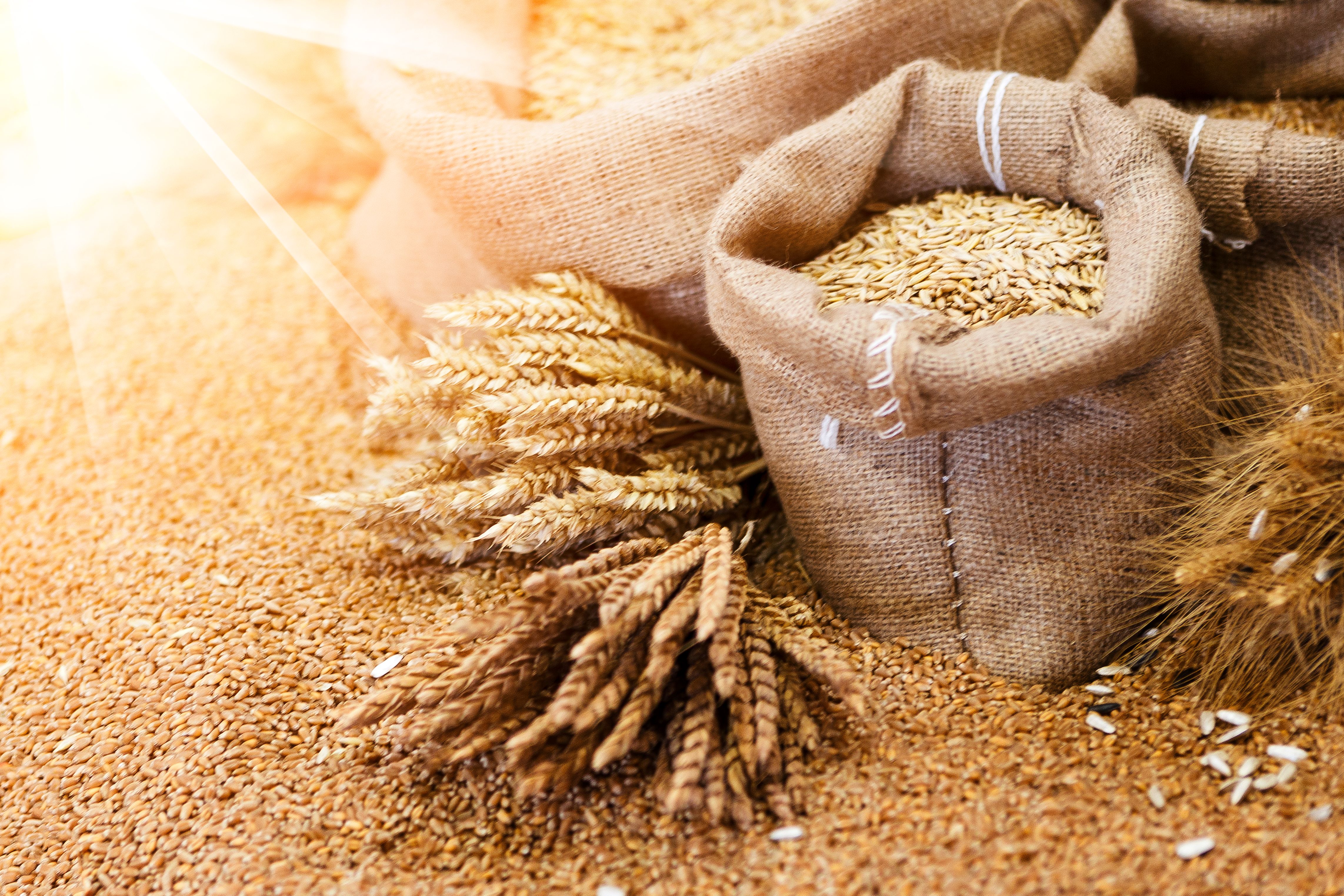 russian wheat