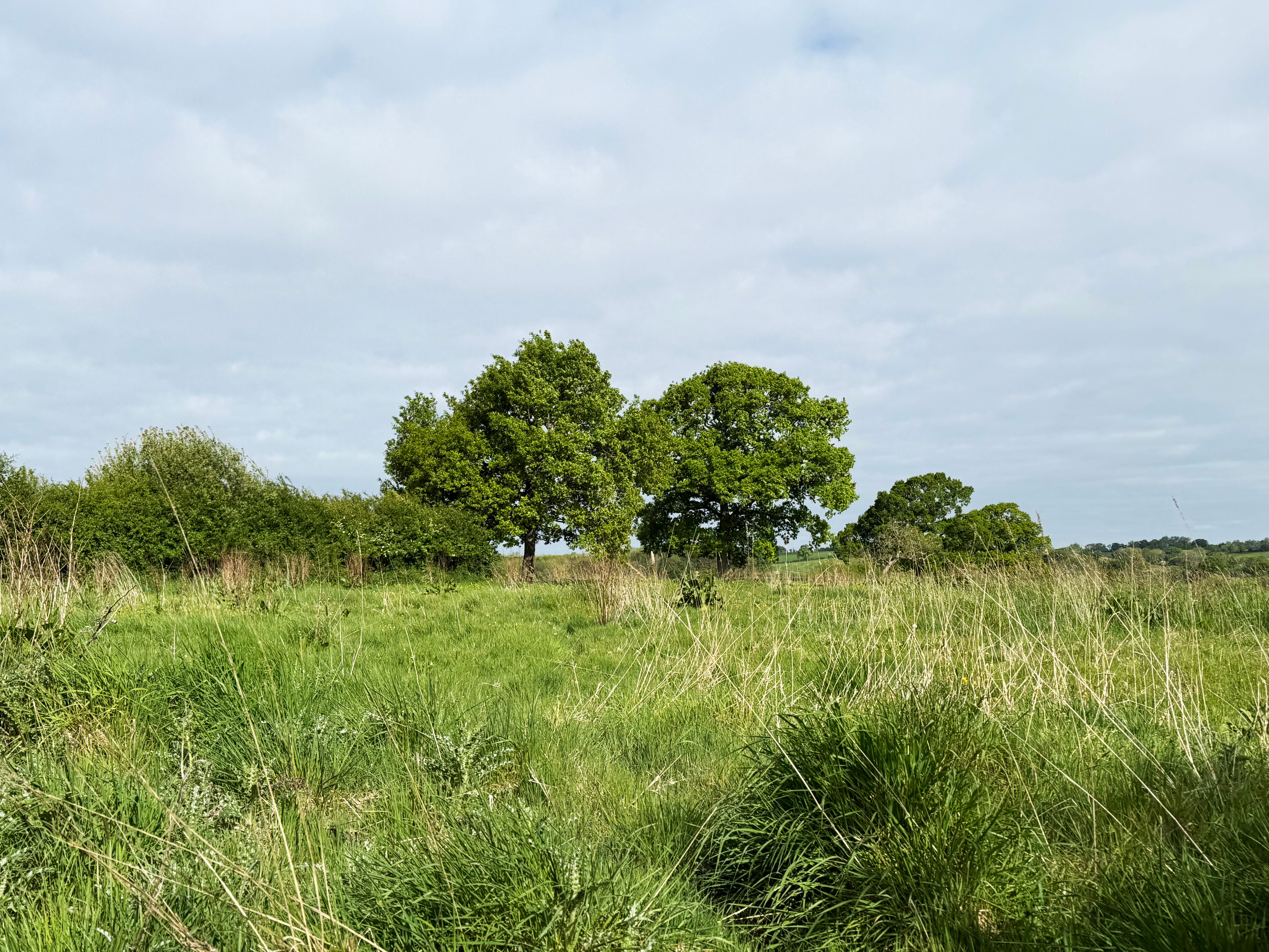 Trees in a meadow