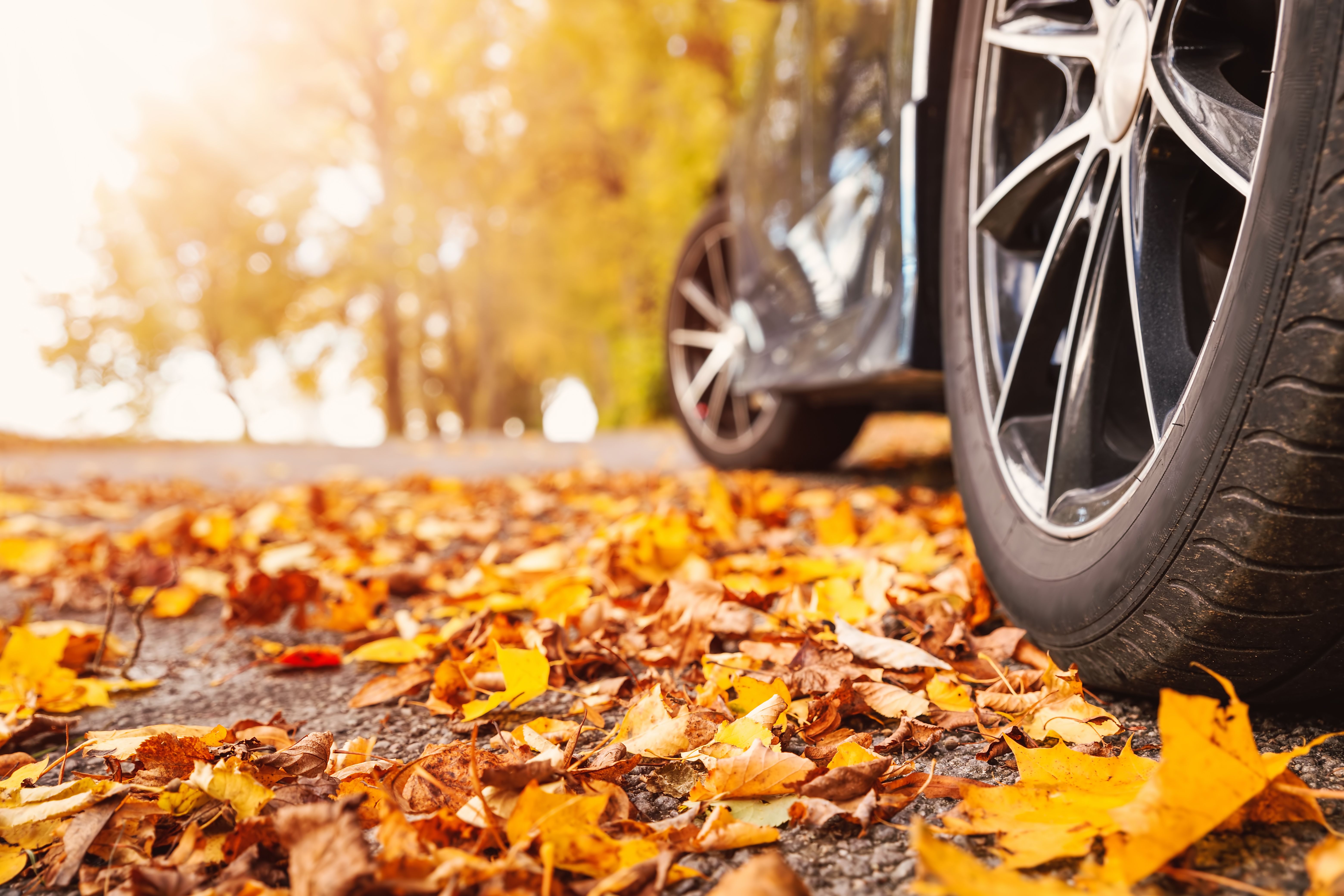 autumn leaves car