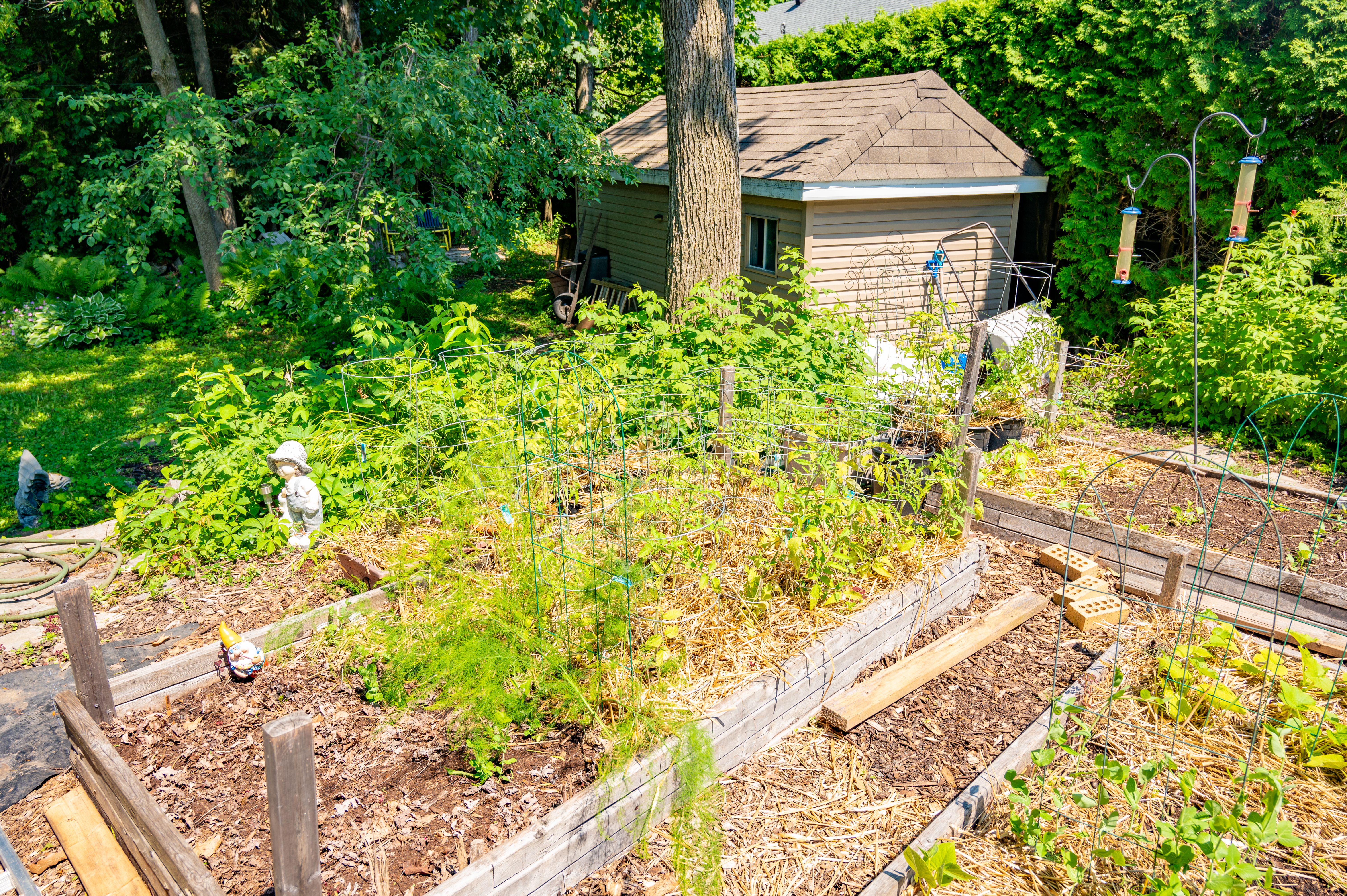 permaculture backyard
