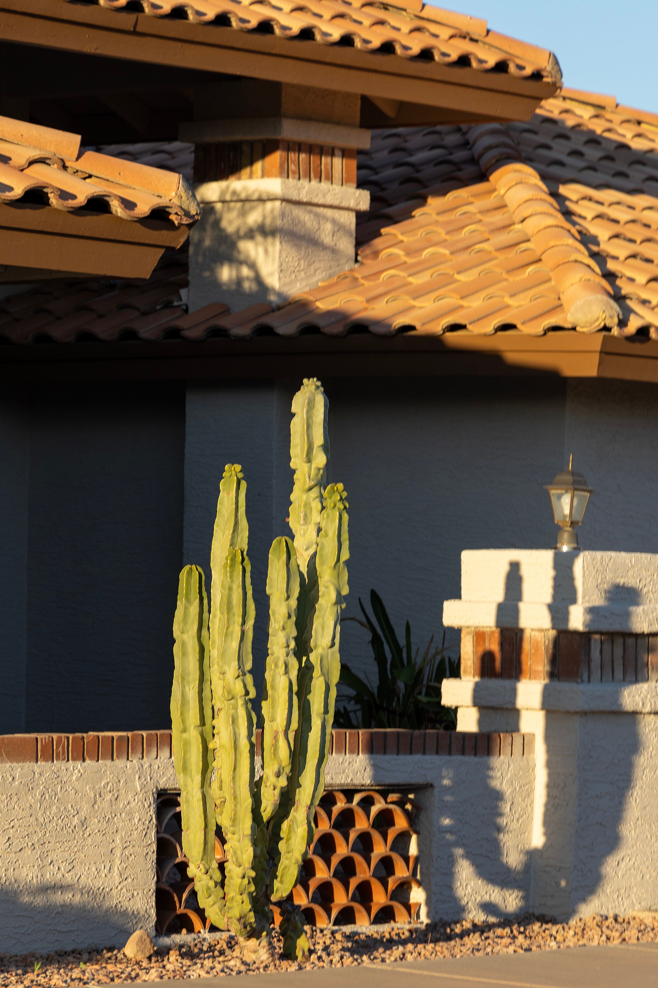 drought-resistant garden