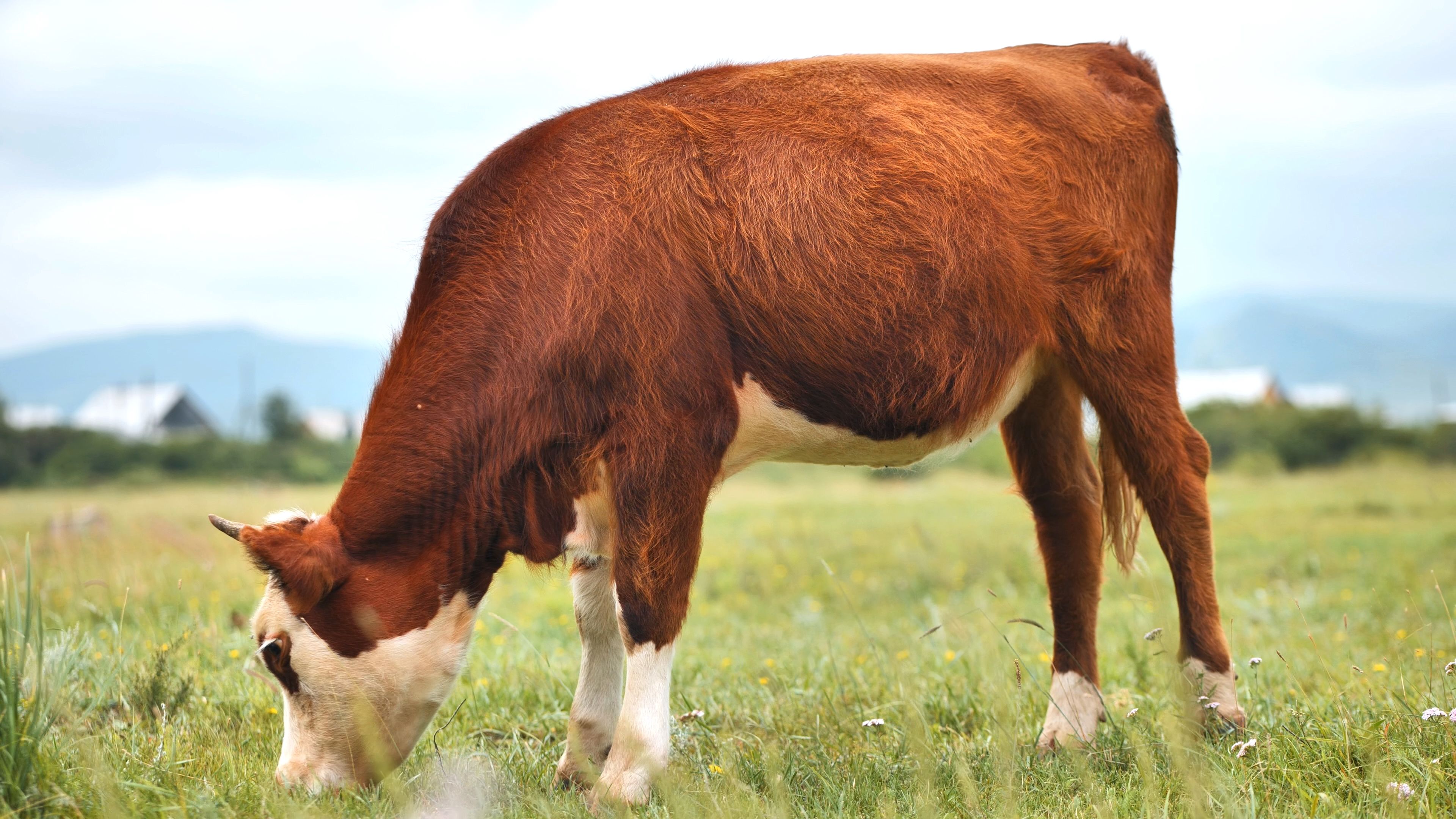 grass-fed beef cattle
