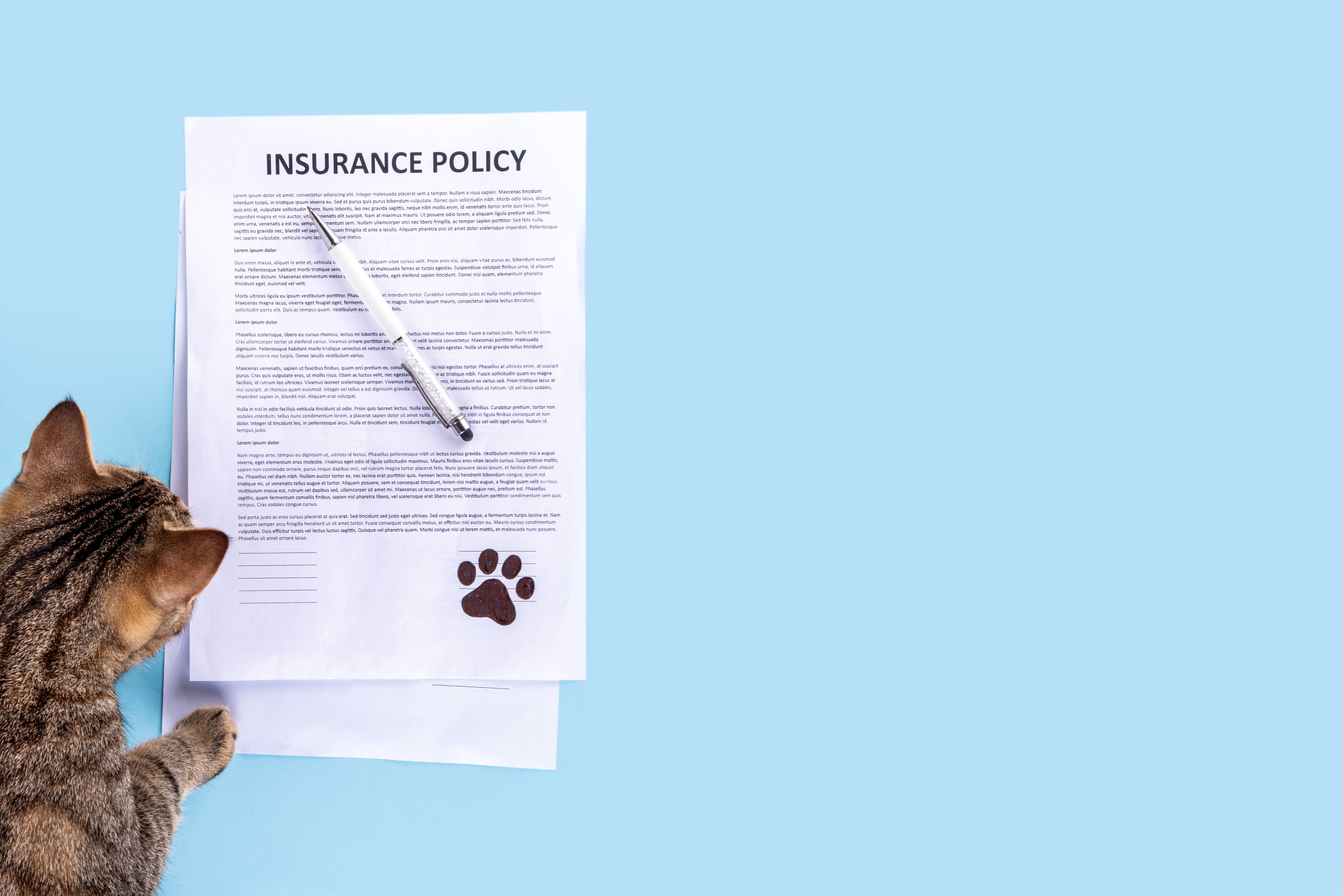 pet insurance