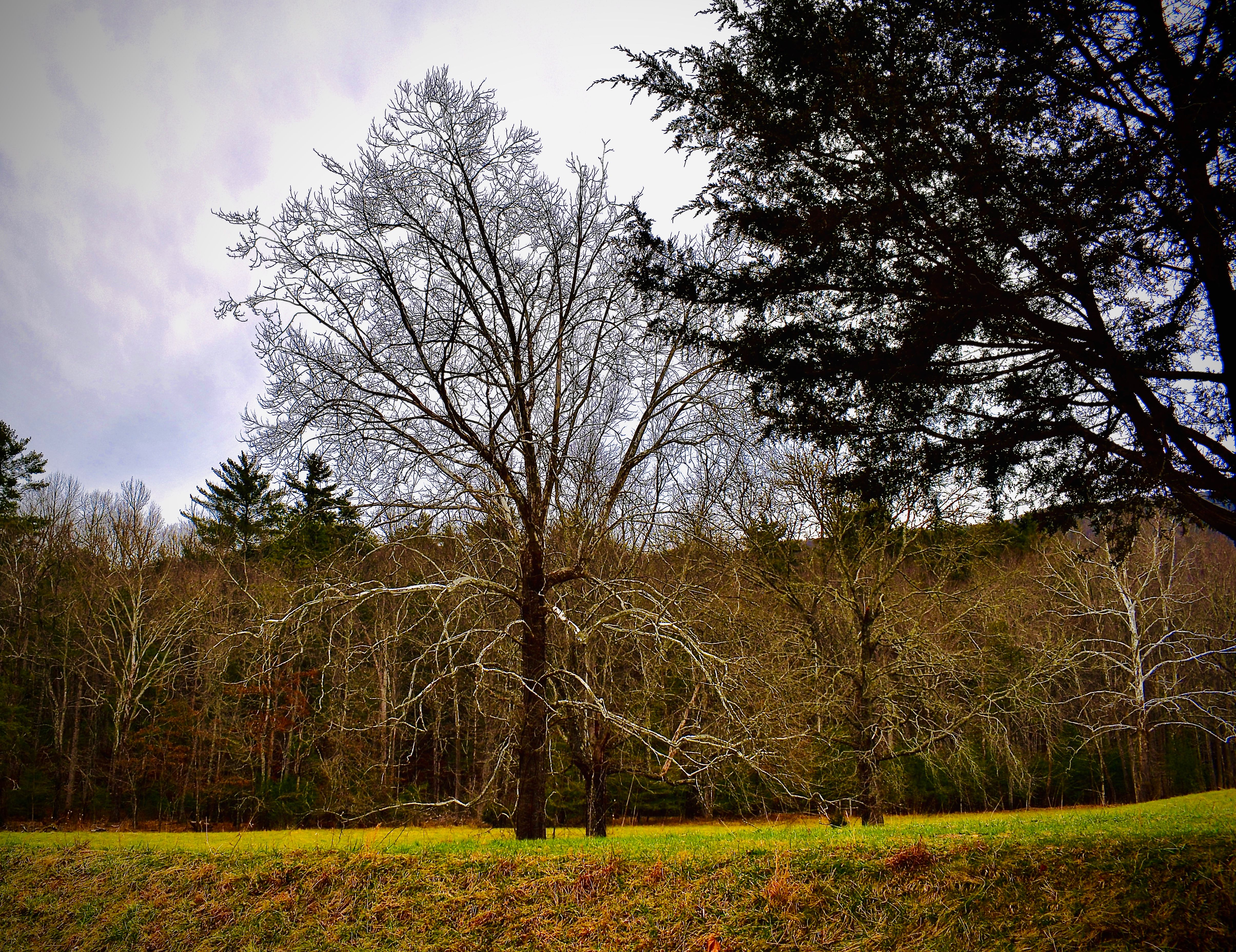 weaverville trees