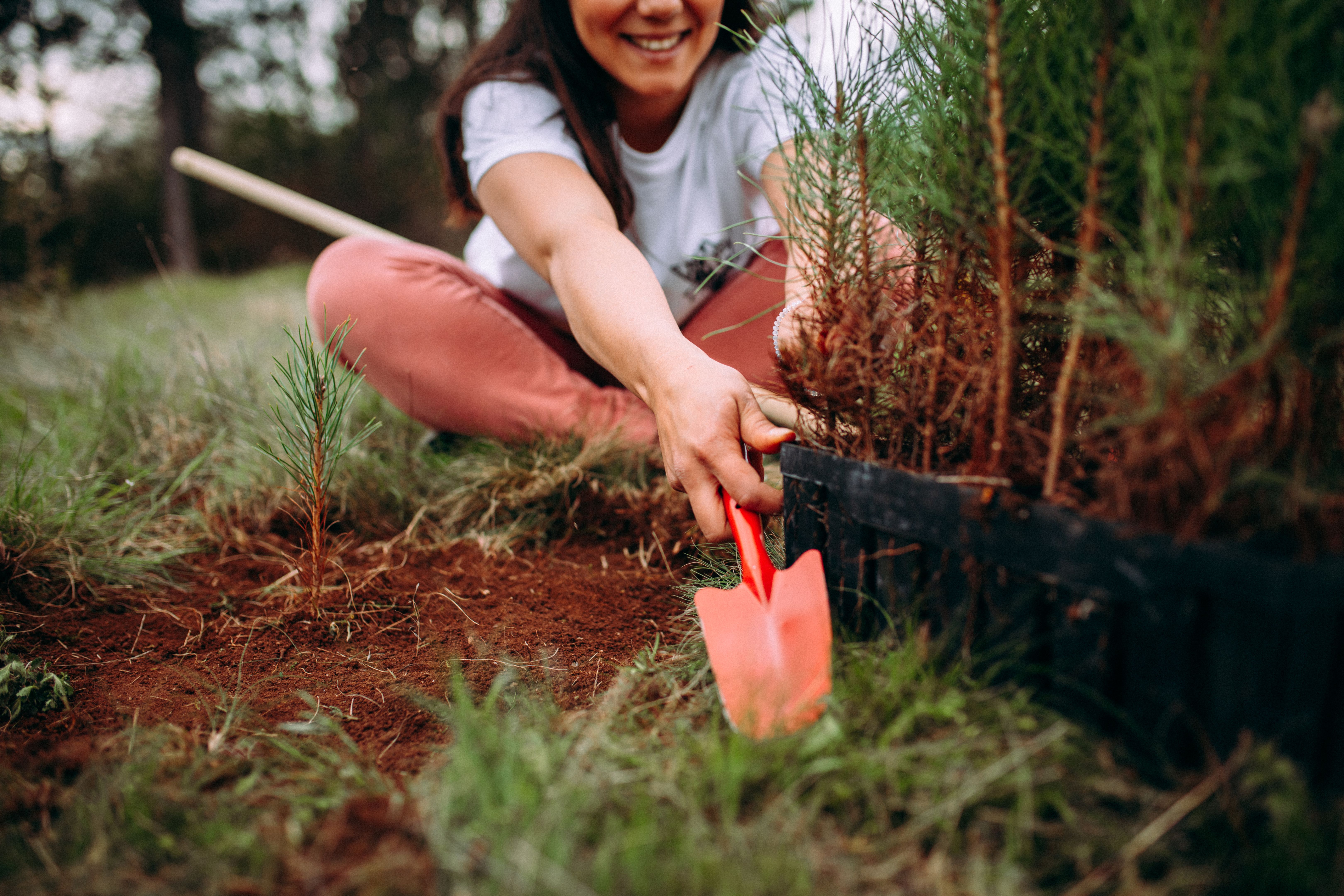 community tree planting
