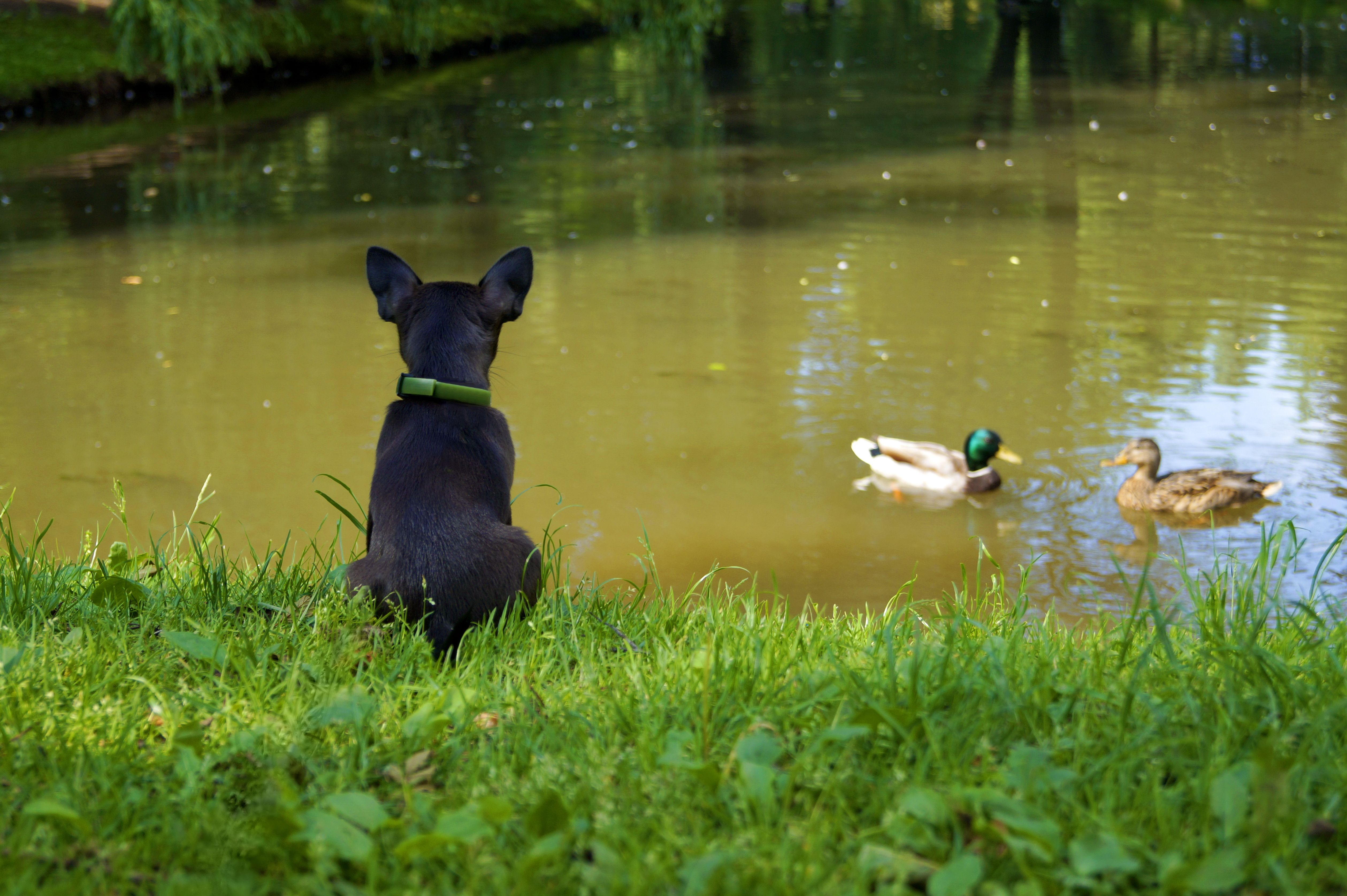 Chi hua hua dog in a park by the river watching a pair of ducks Chi hua hua dog in a park by the river watching a pair of ducks