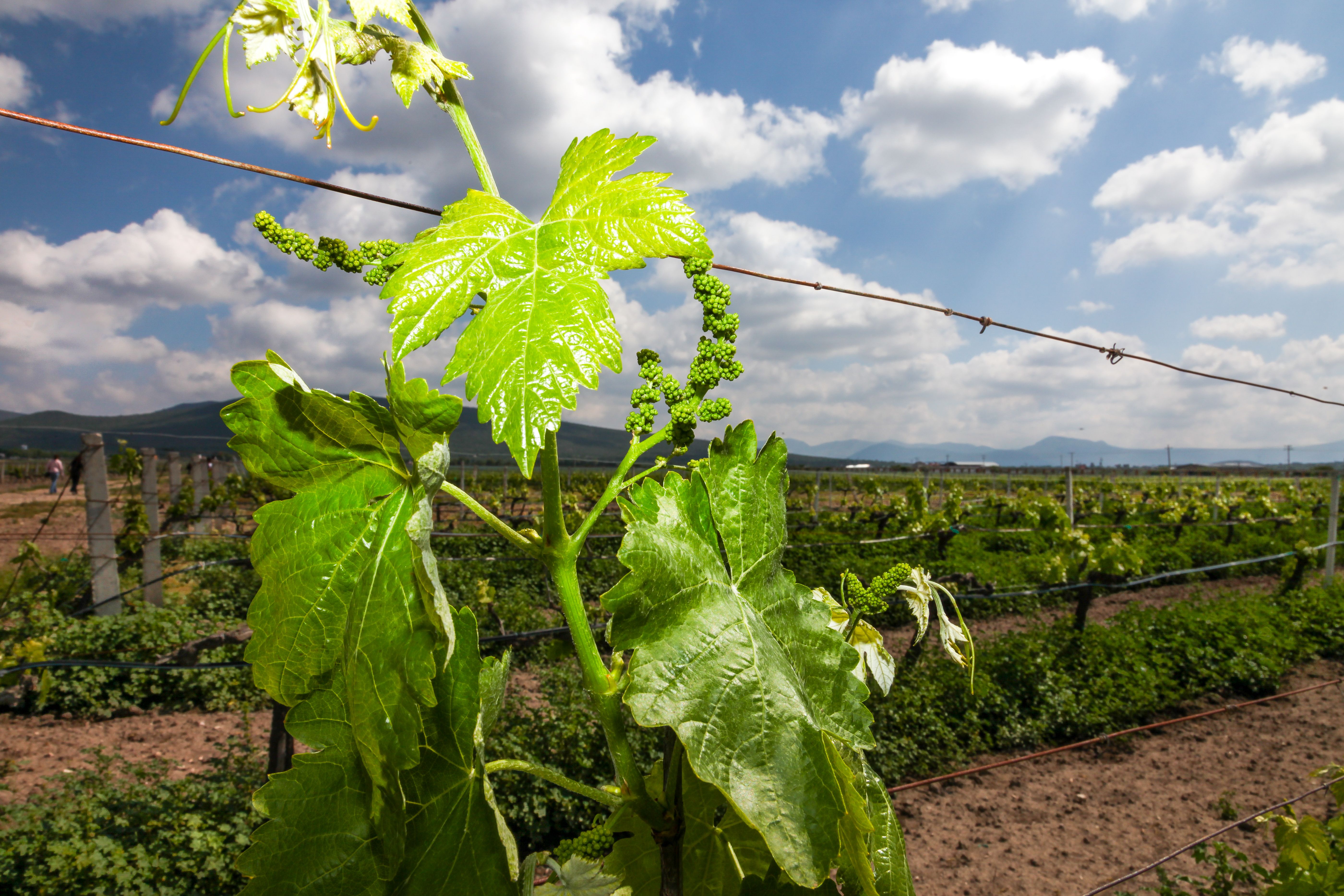 award-winning landscape