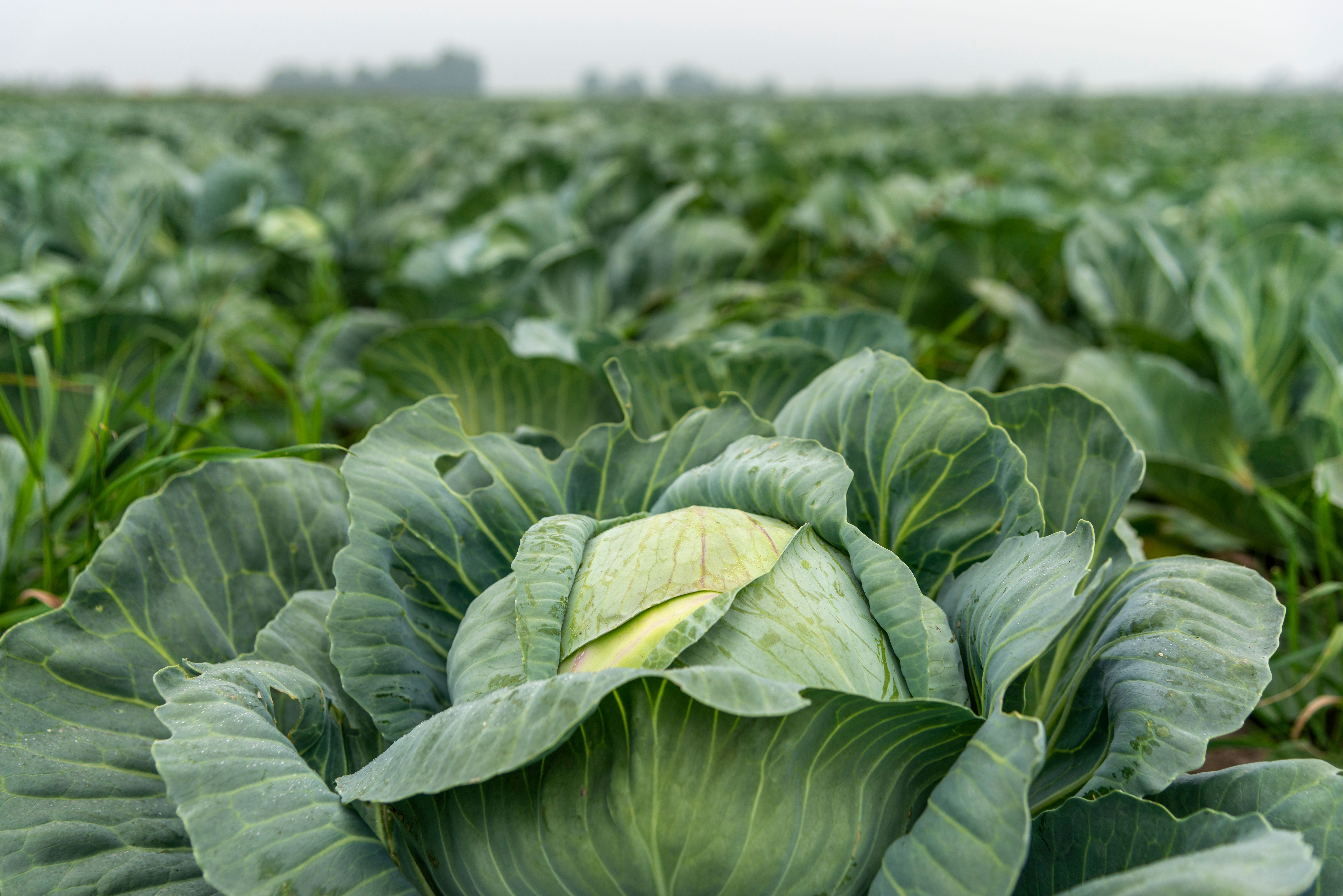 cabbage field
